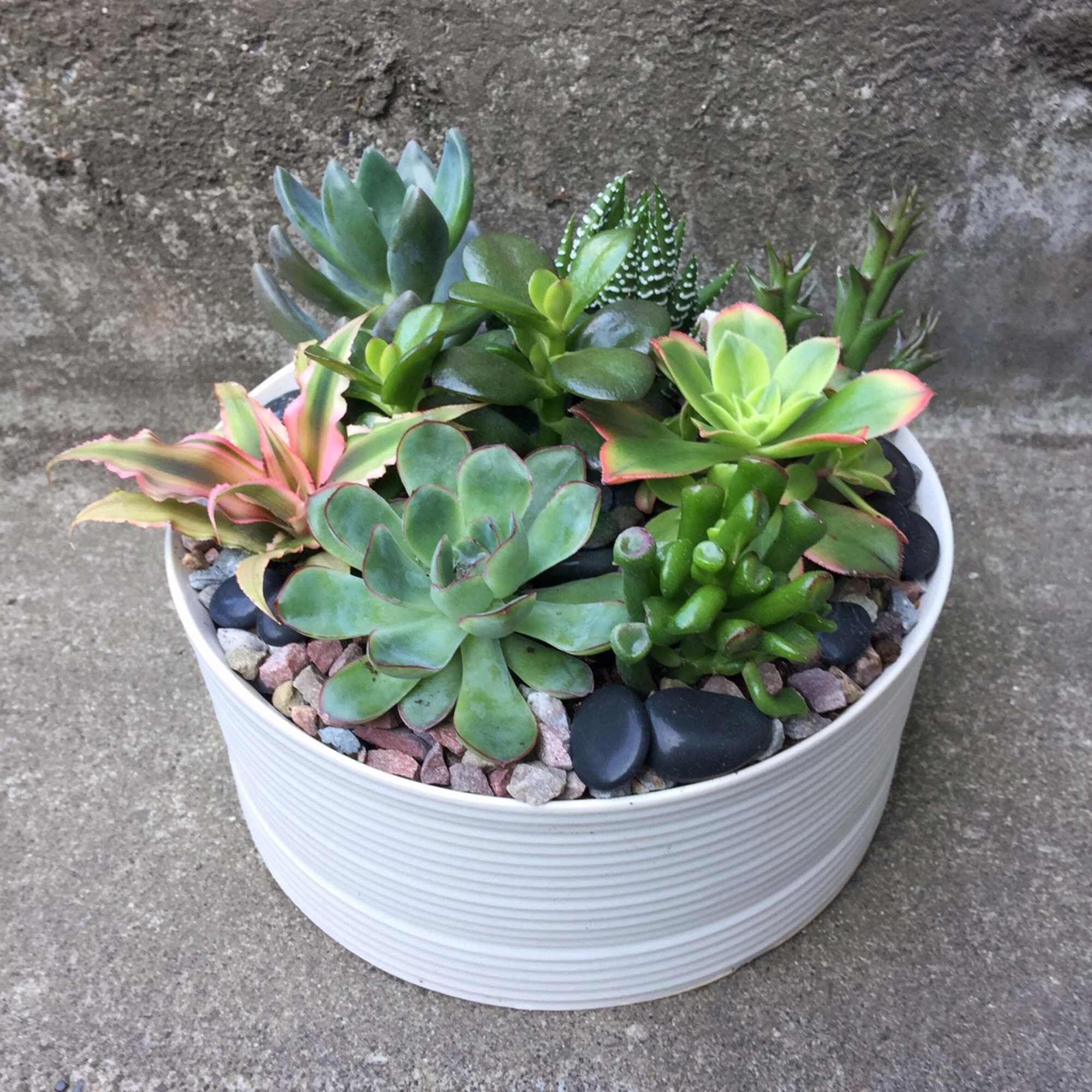An assortment of premium succulents such as echeverias, jade plants, haworthias, and