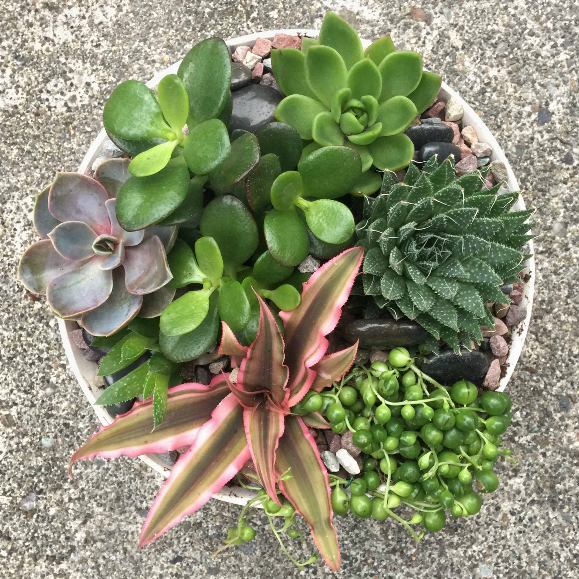 An assortment of premium succulents such as echeverias, jade plants, haworthias, and