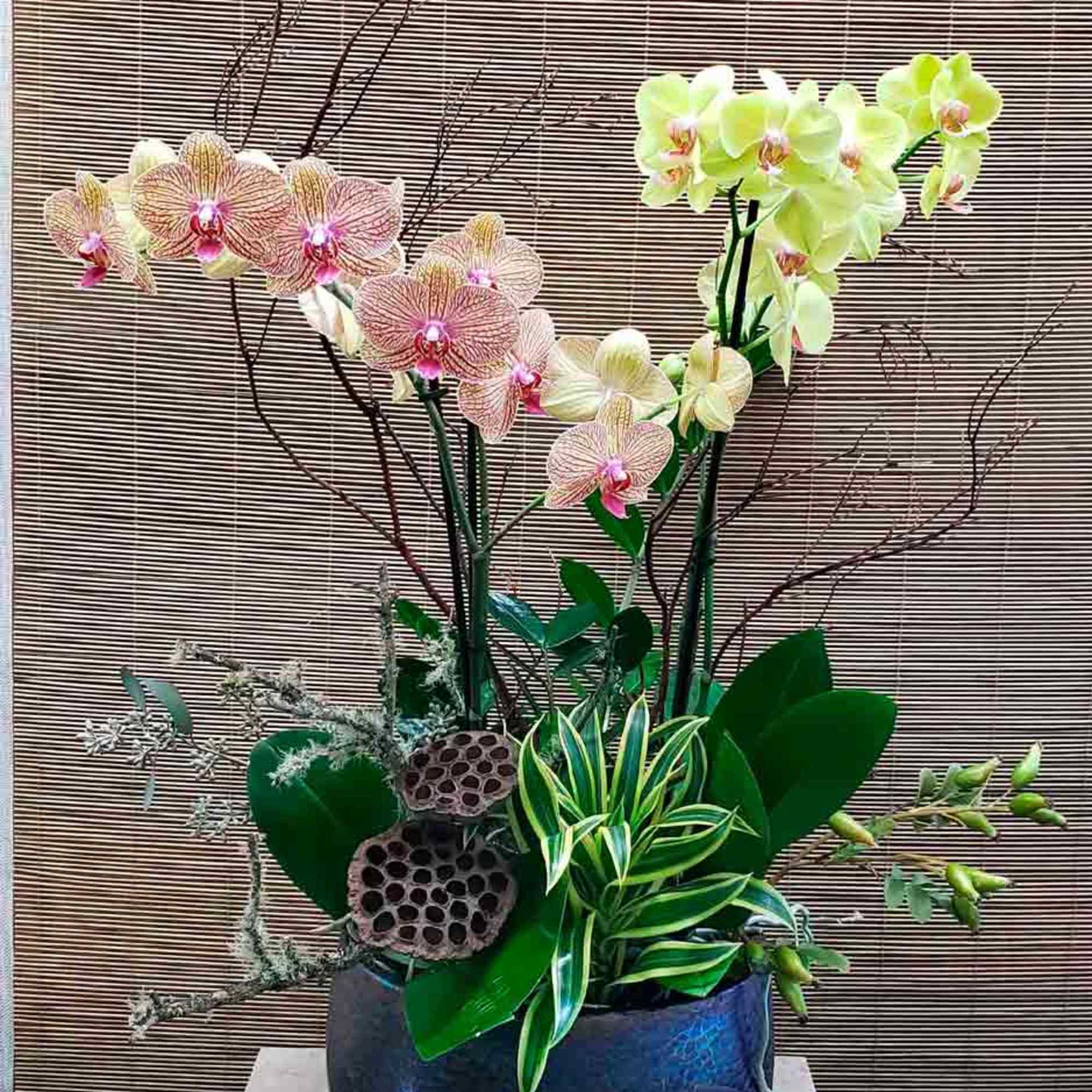 Large Orchid Garden (WP-9) in Sunnyvale, CA | Westmoor Florist