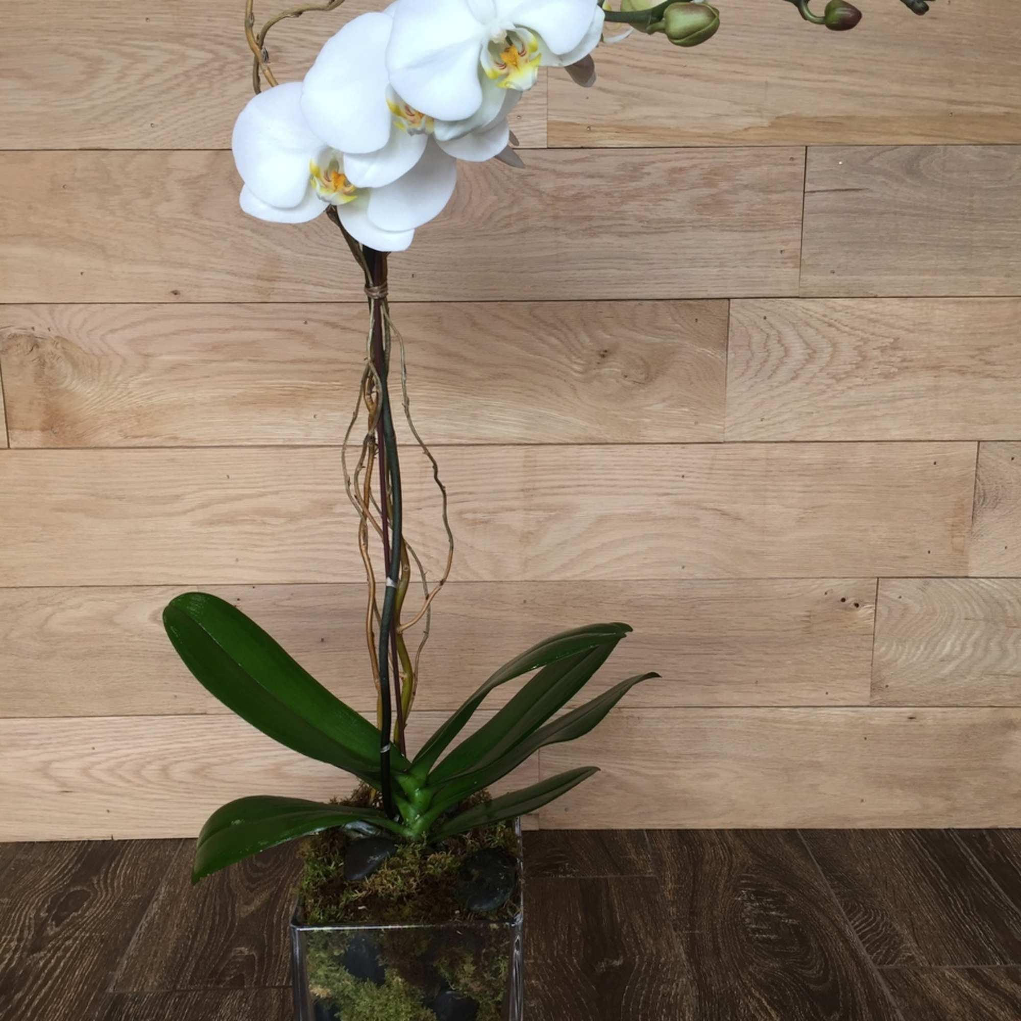 This classic white phalaenopsis, brings charm and elegance to any environment.
+ comes