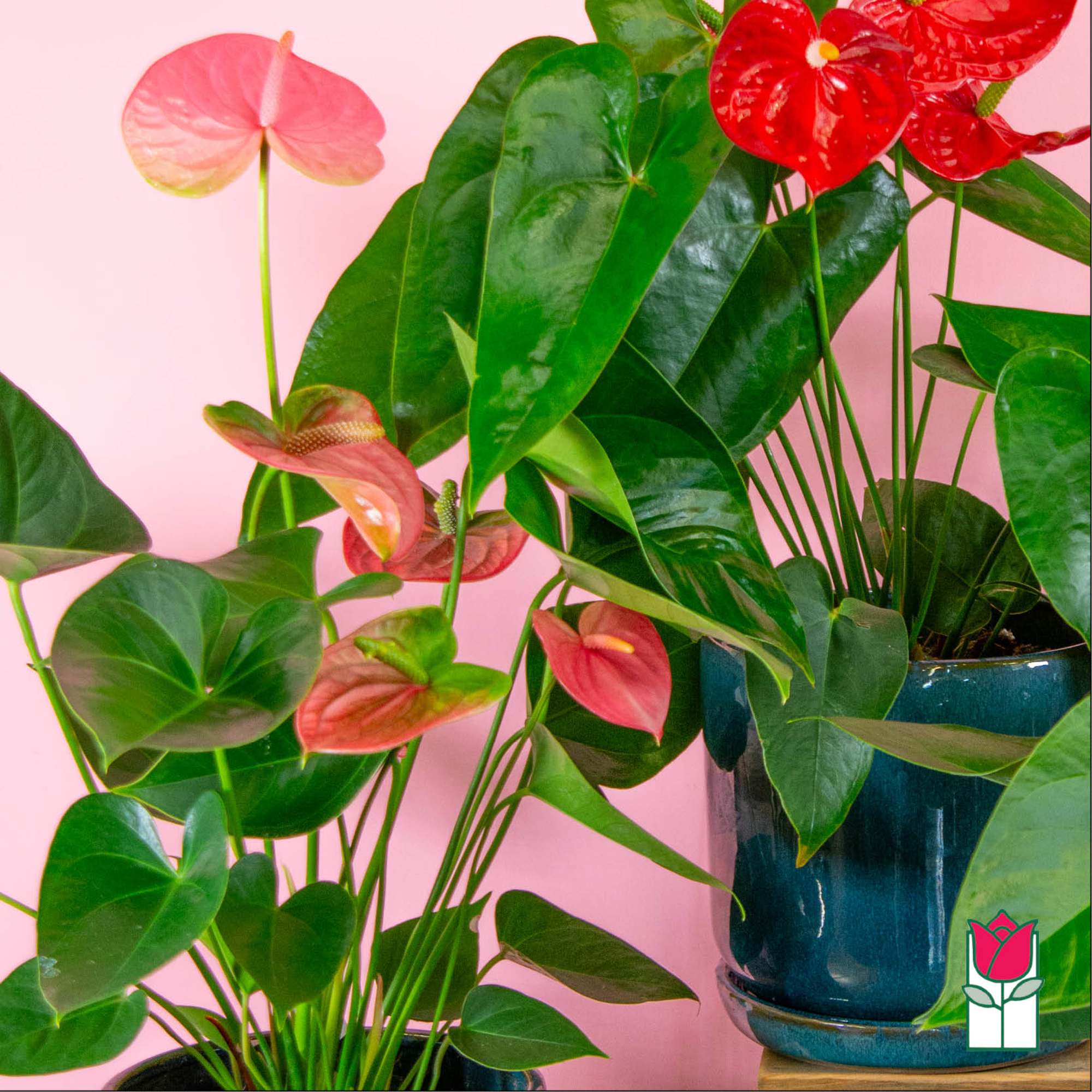 Discover the exciting Anthurium Plant selection at Beretania Florist &ndash; a captivating