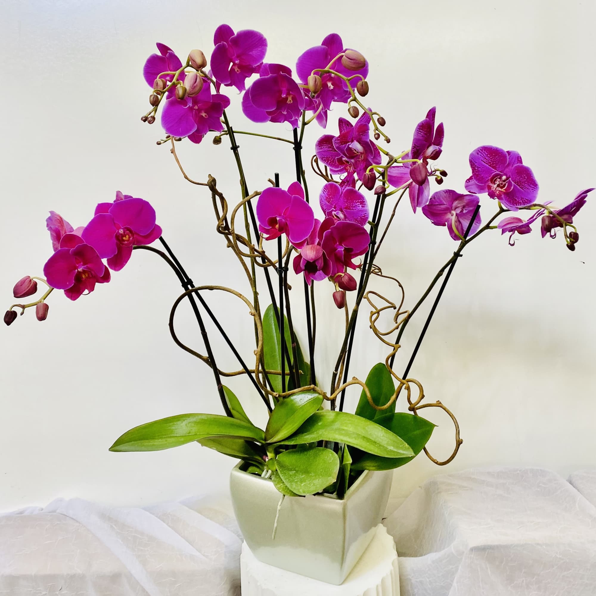 2 double purple orchids in a ceramic pot.