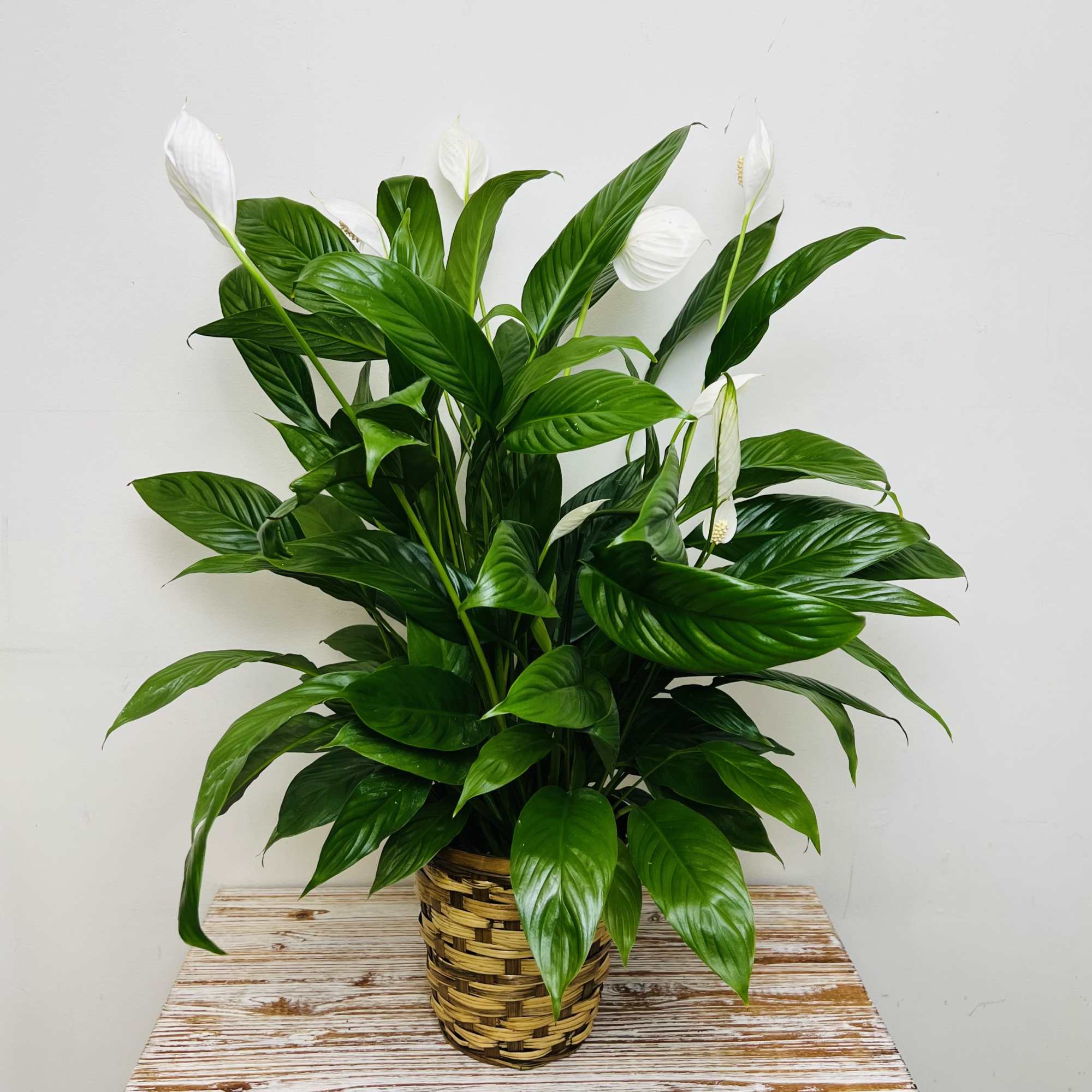 Send your condolences with this Spathiphyllum plant in a planter basket. The