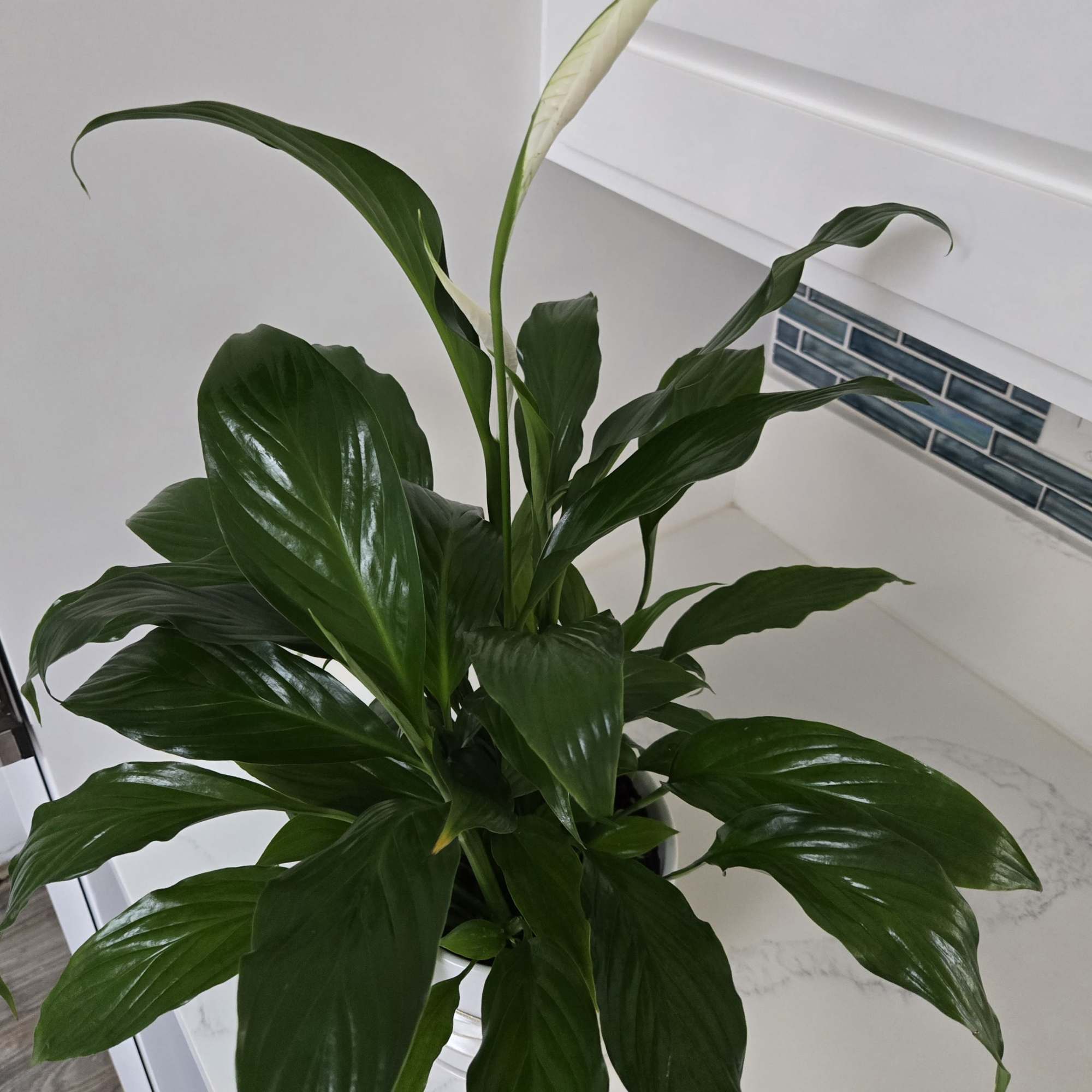 Send your condolences with this Spathiphyllum plant. 
Displayed in a white pot.