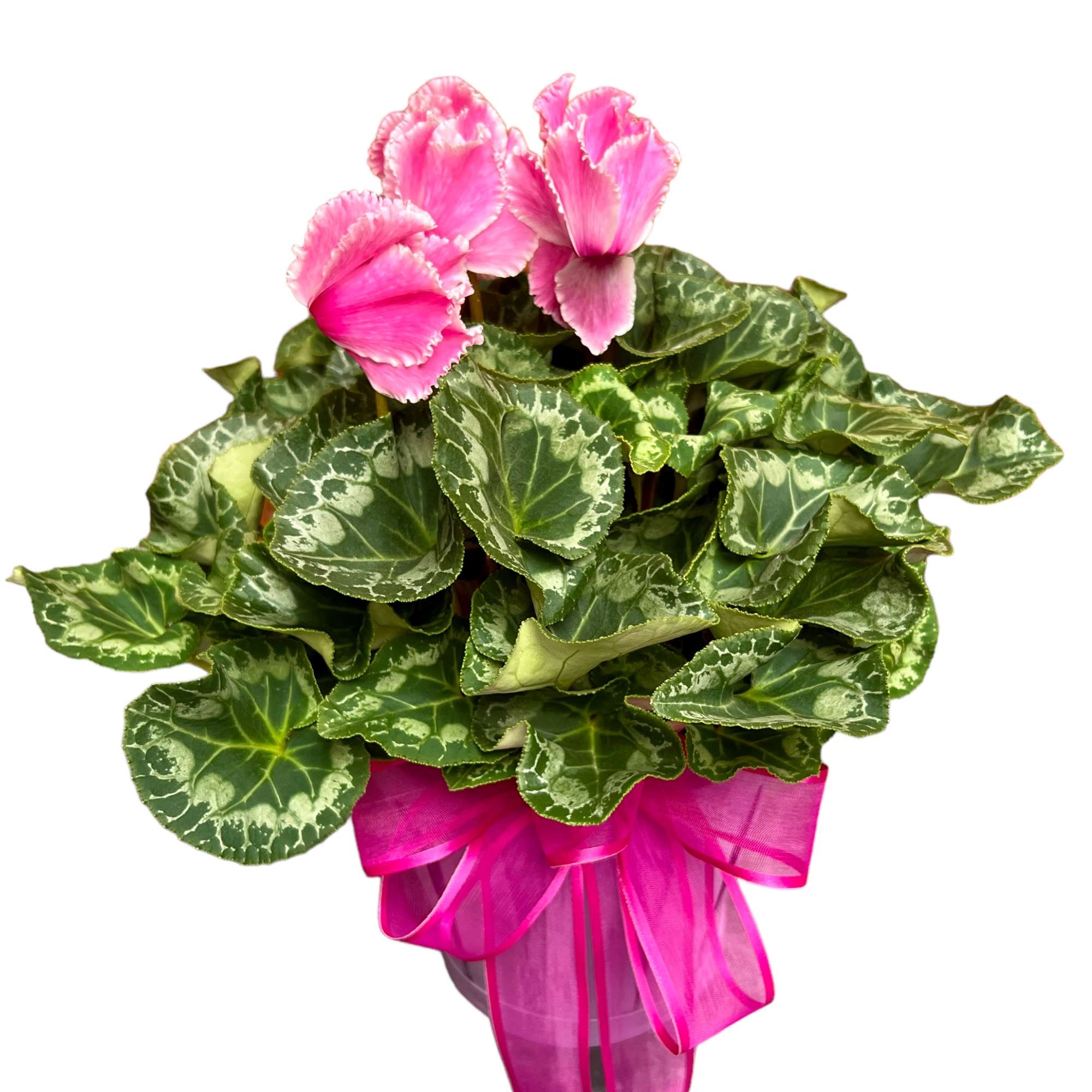 6" blooming plant in a container with ribbon accent.

Plants may vary from
