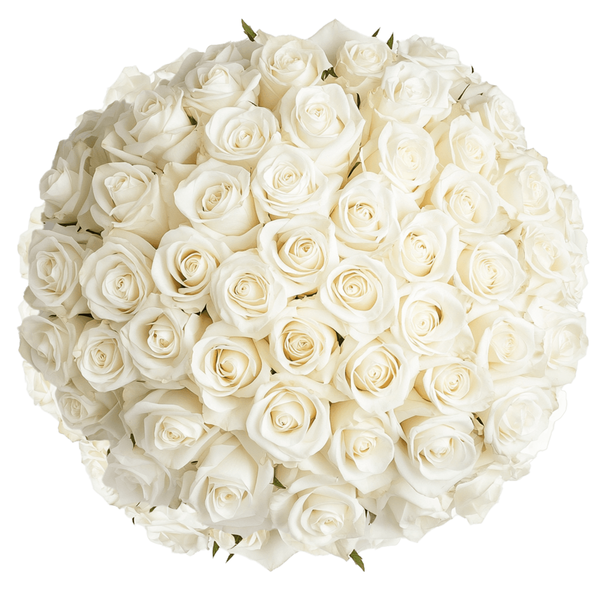 White Rose Bouquets
&bull; 1 Dozen (12 stems)
&bull; 2 Dozen (24 stems)
&bull;