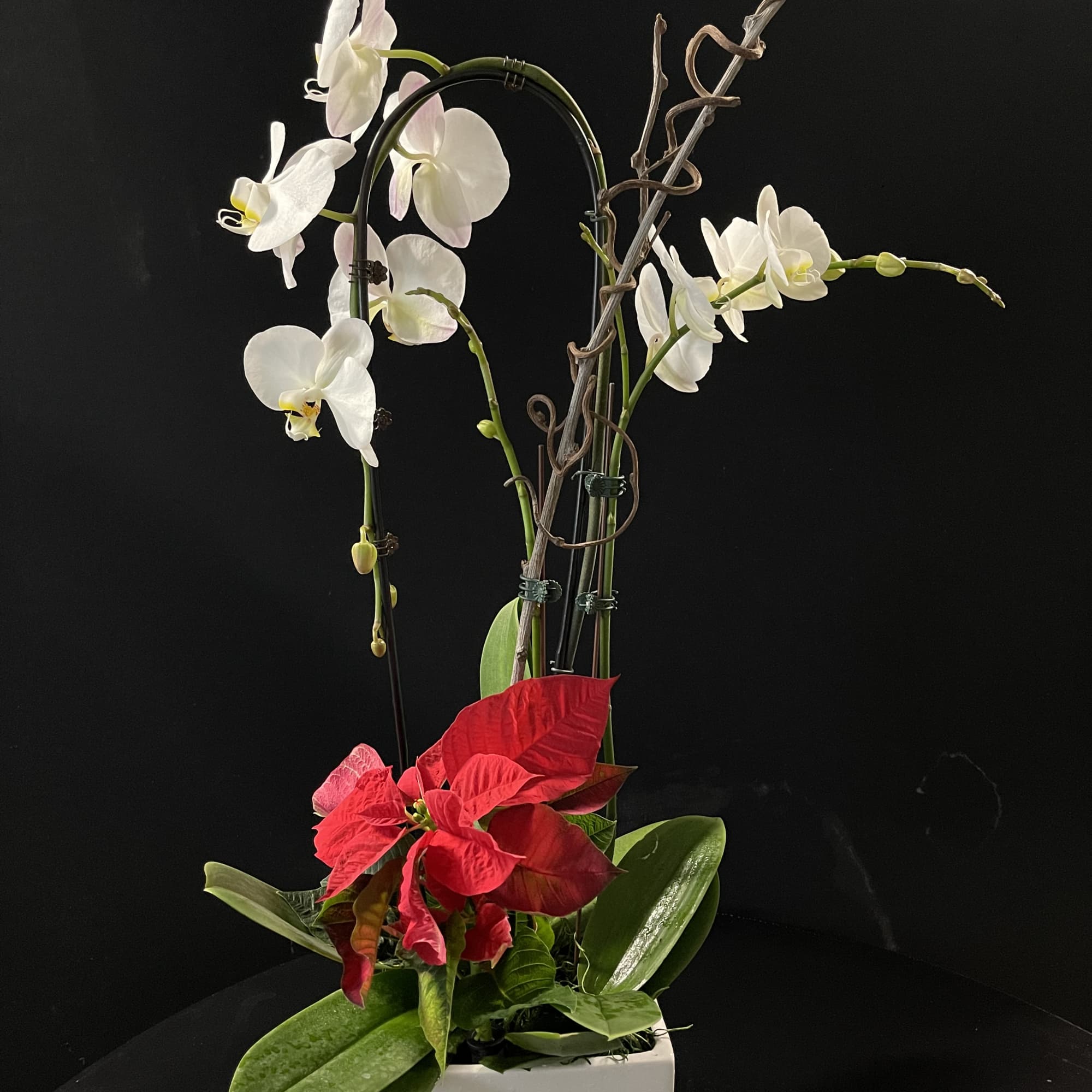 Beautiful white orchids with poinsettia stem. 
