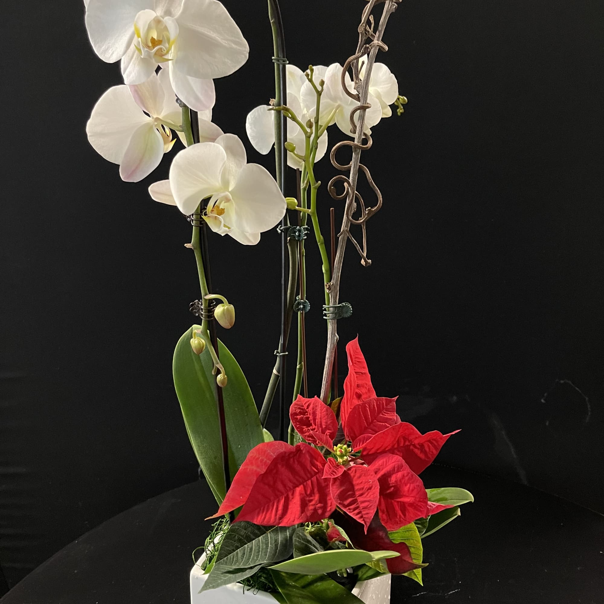 Beautiful white orchids with poinsettia stem. 
