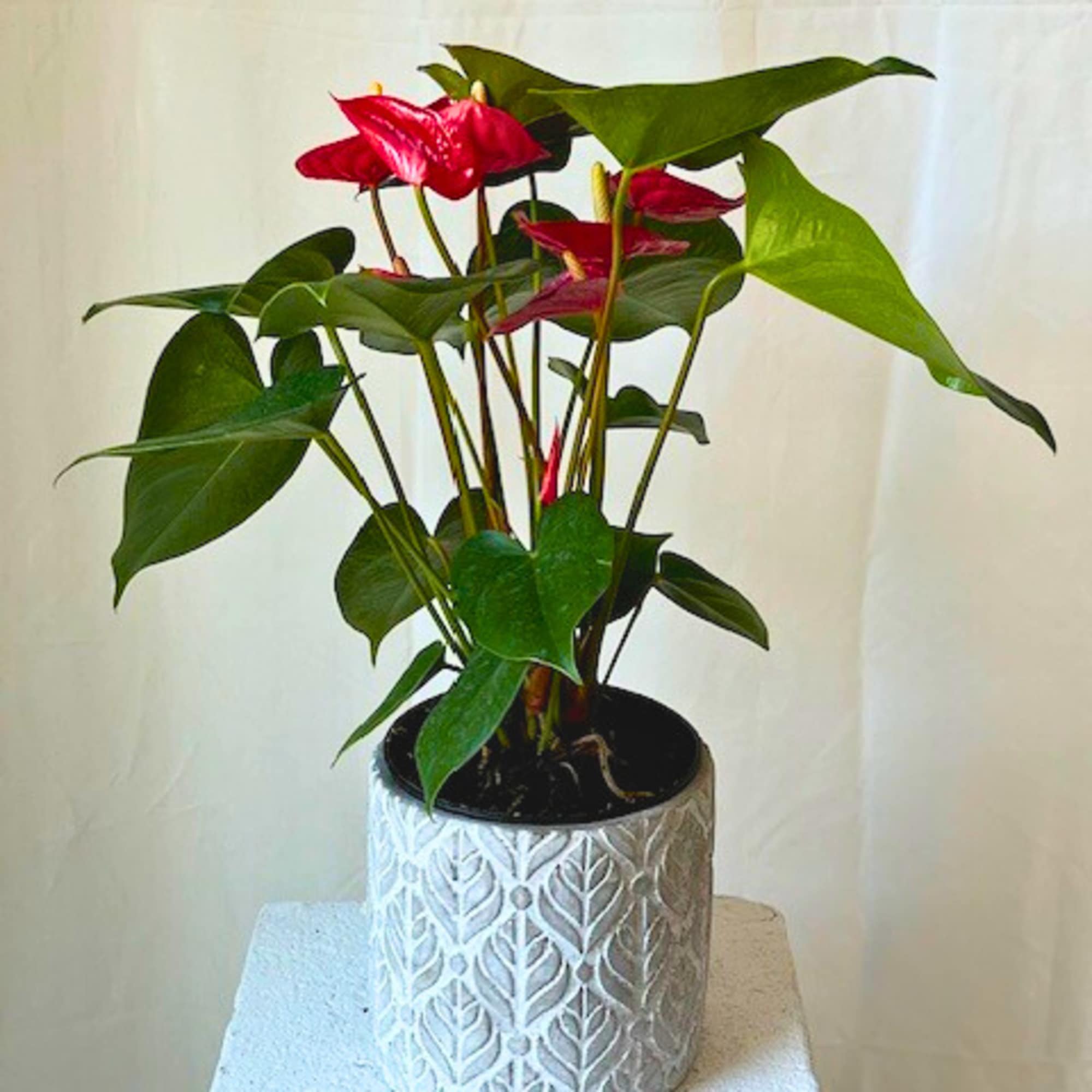 One of the cornerstones of indoor blooming plants, the Anthurium is a