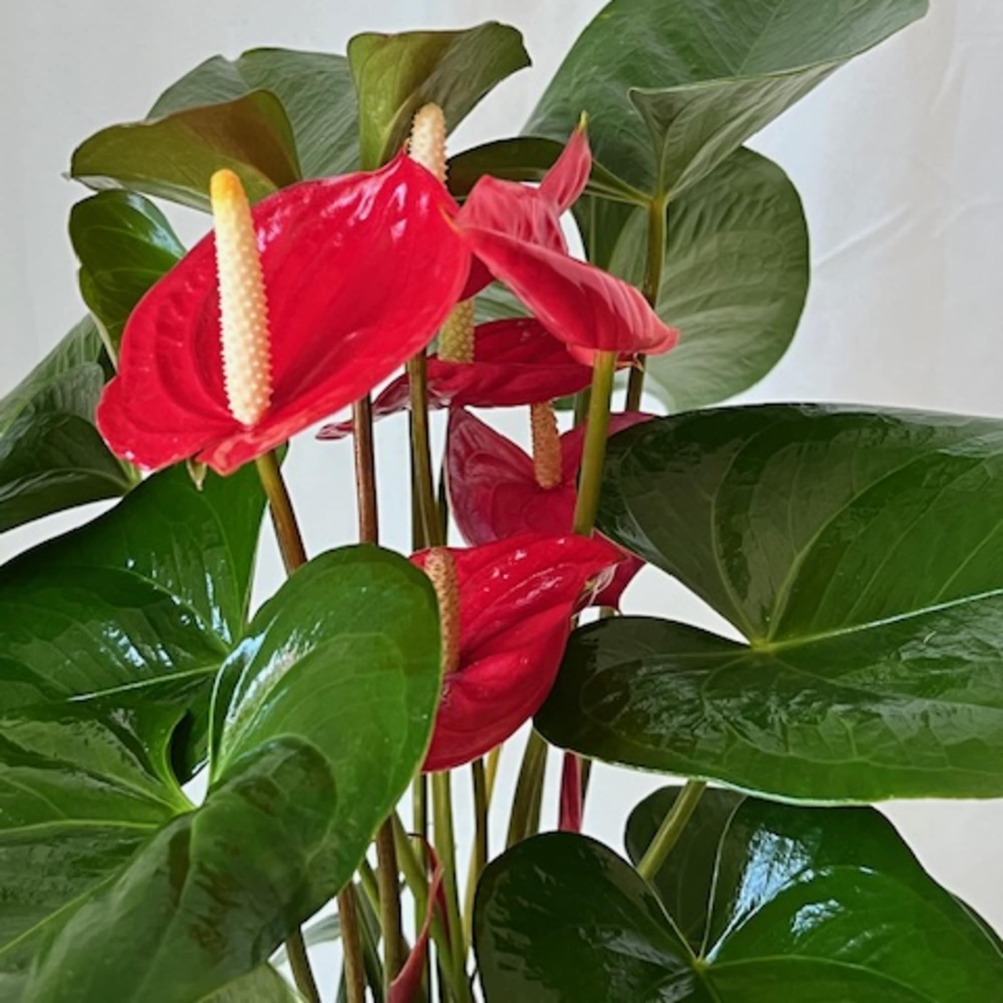 One of the cornerstones of indoor blooming plants, the Anthurium is a