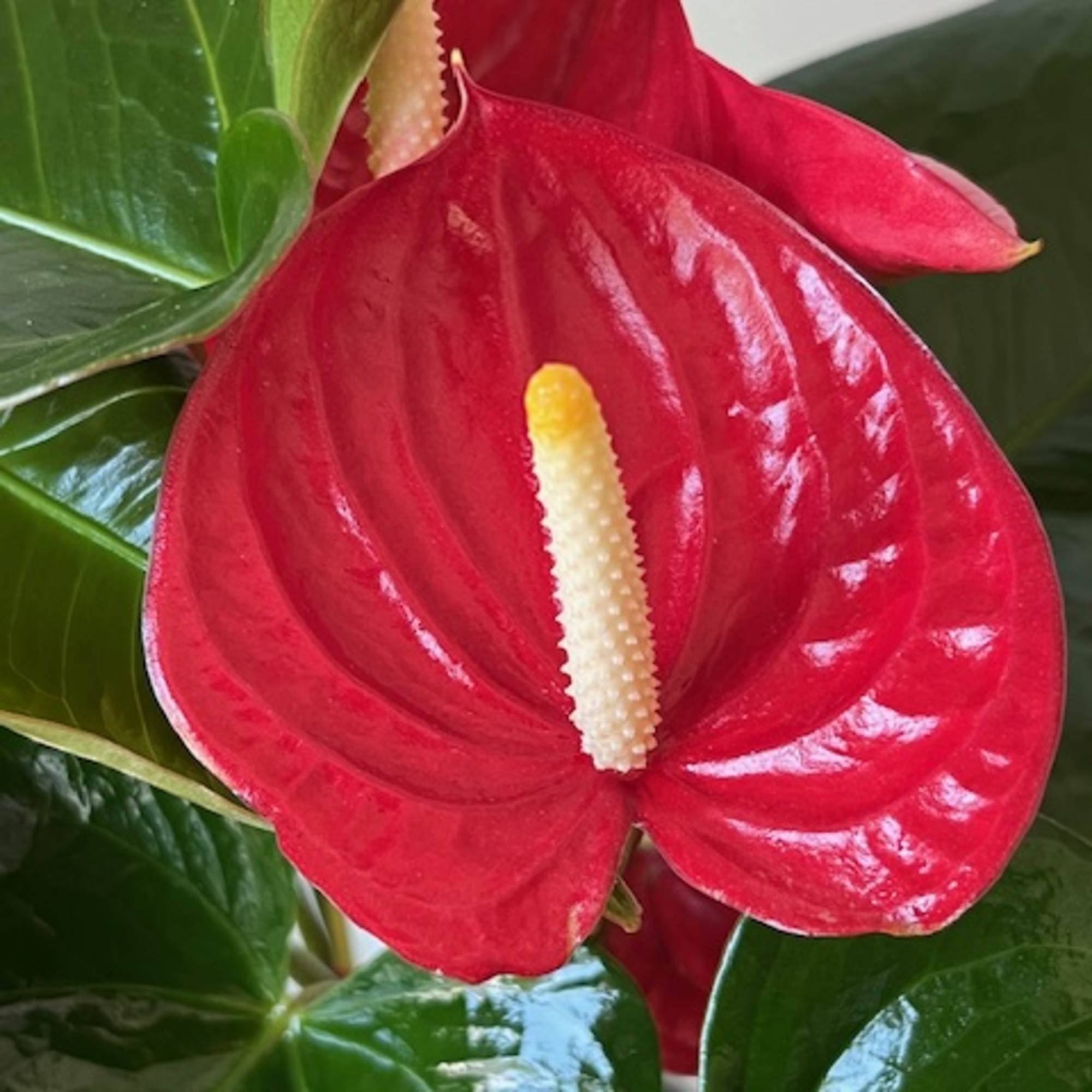 One of the cornerstones of indoor blooming plants, the Anthurium is a