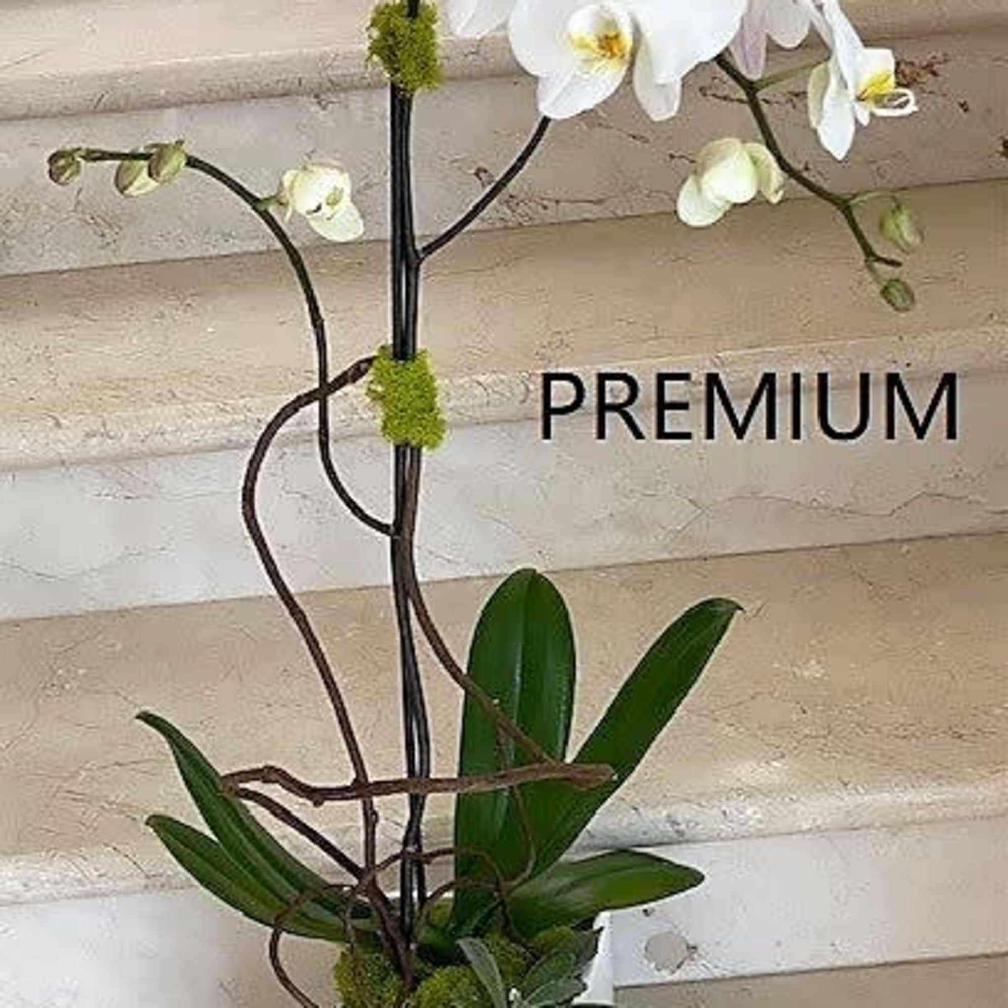 1 Orchid plant (Select) single stem arranged in a ceramic container.

