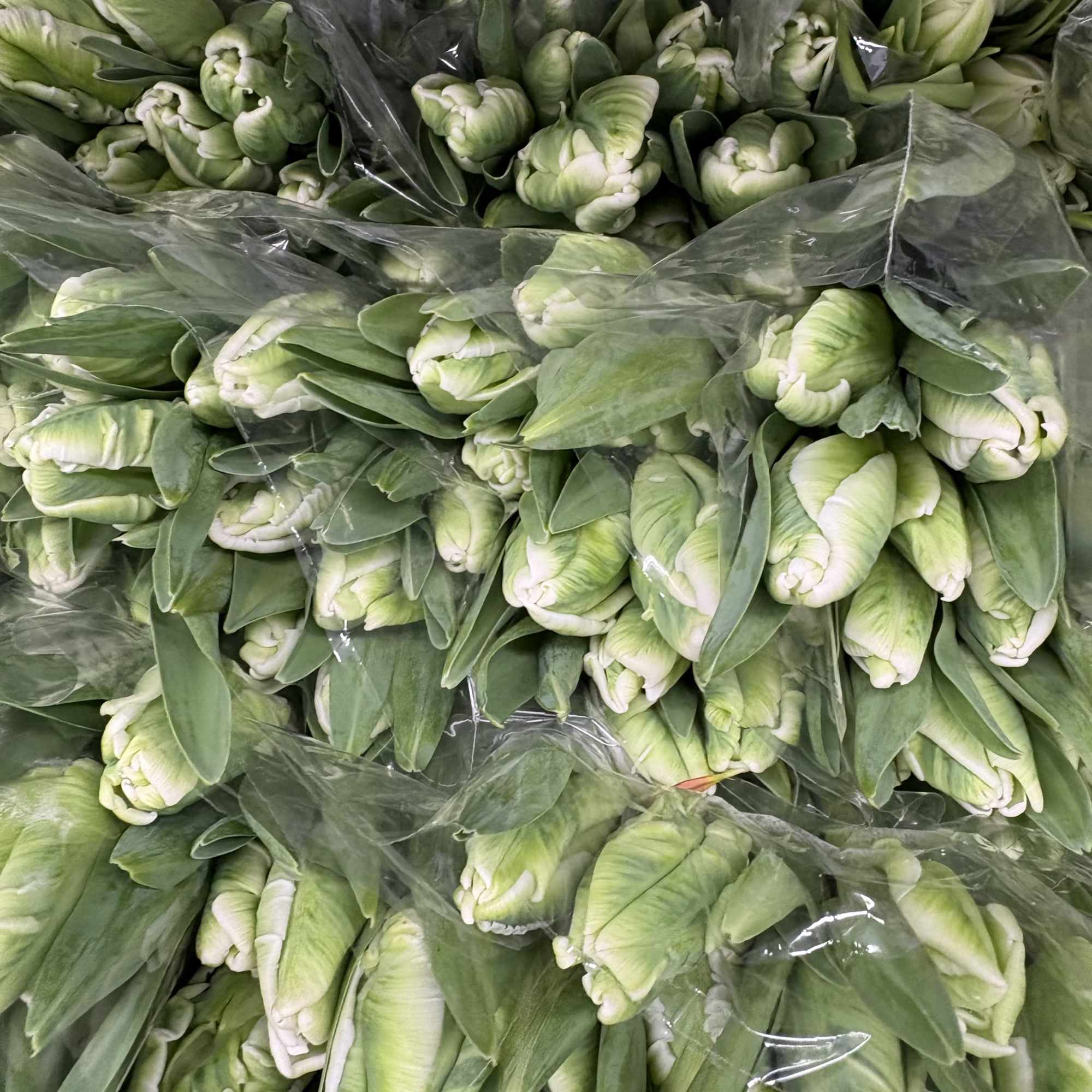 Clean and green to kick off our new year!  These parrot