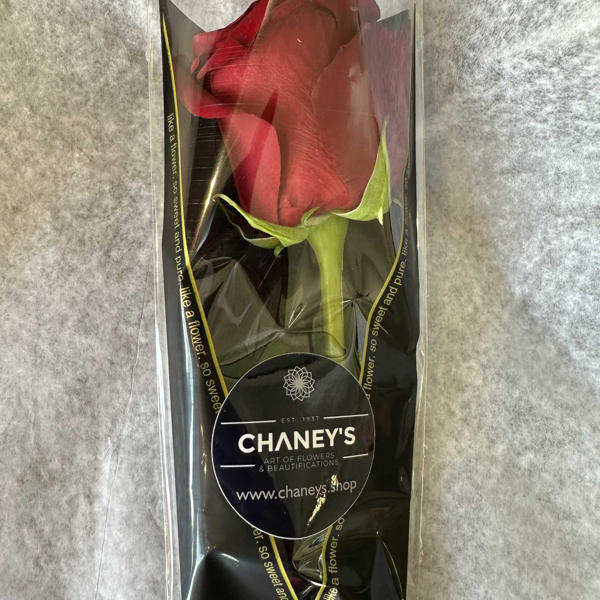 1 beautiful fresh cut long stem rose wrapped with a ribbon. The