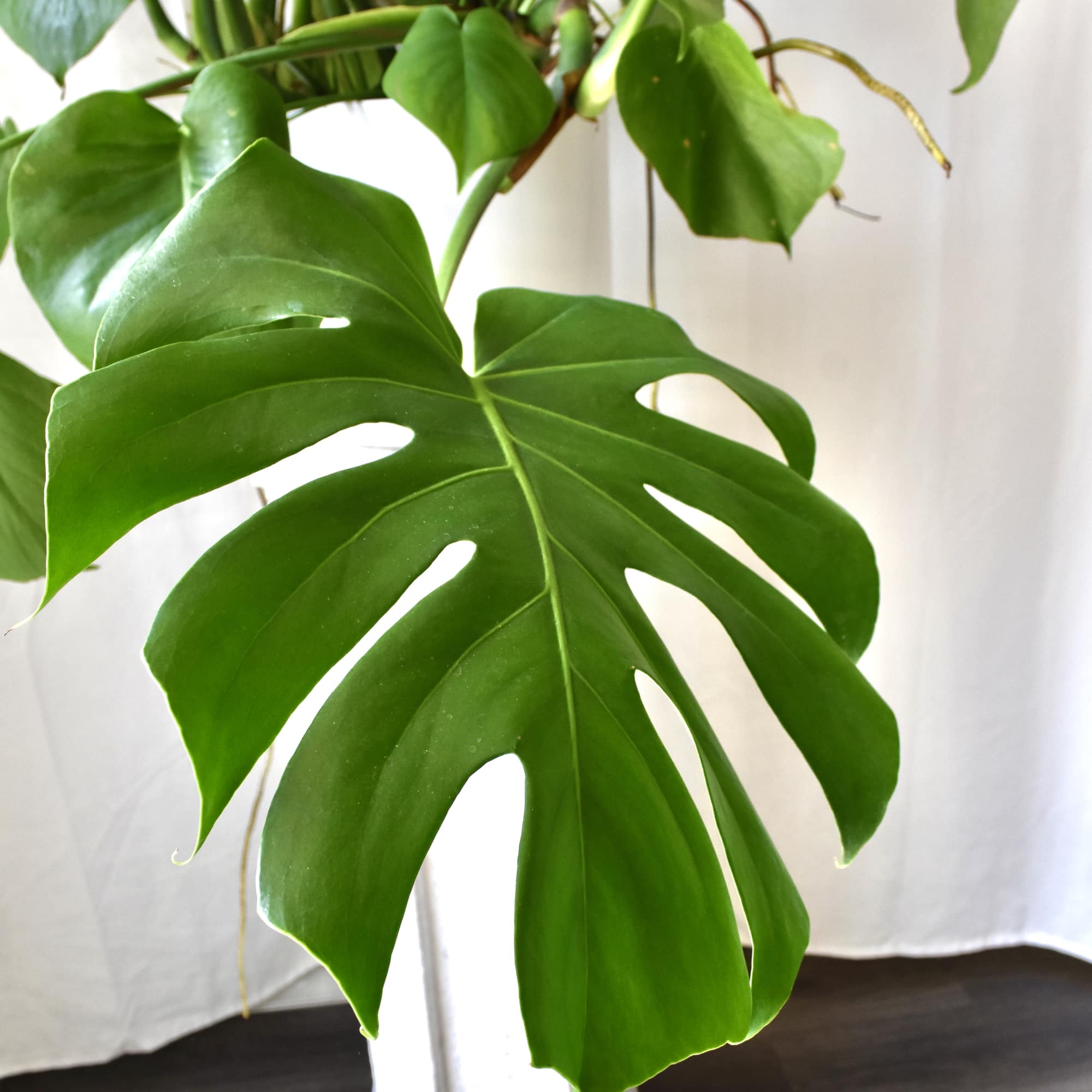 This monstera deliciosa is a big healthy plant, ready for its new