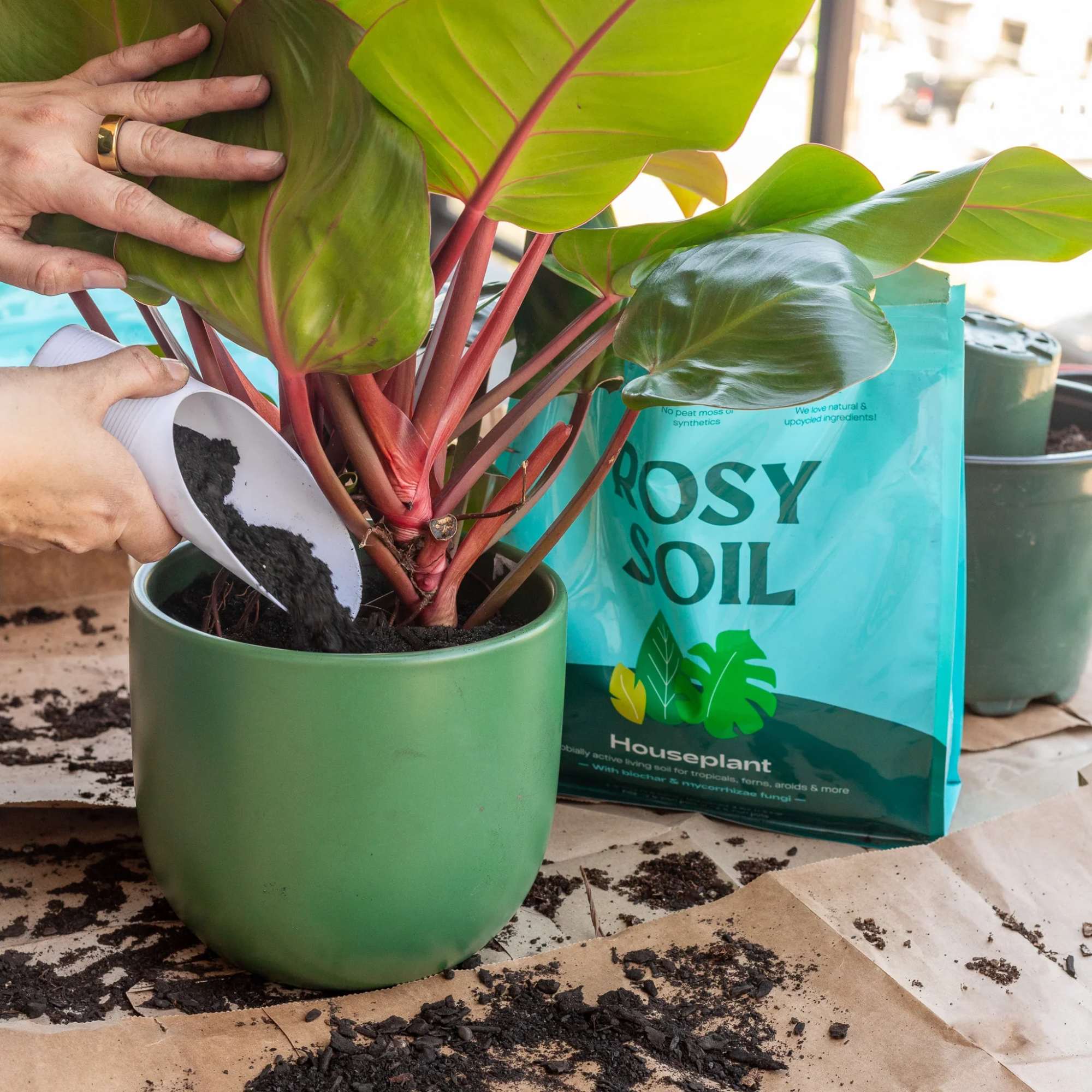 Say Hello To Happy Houseplants

Be your best plant parent with living soil