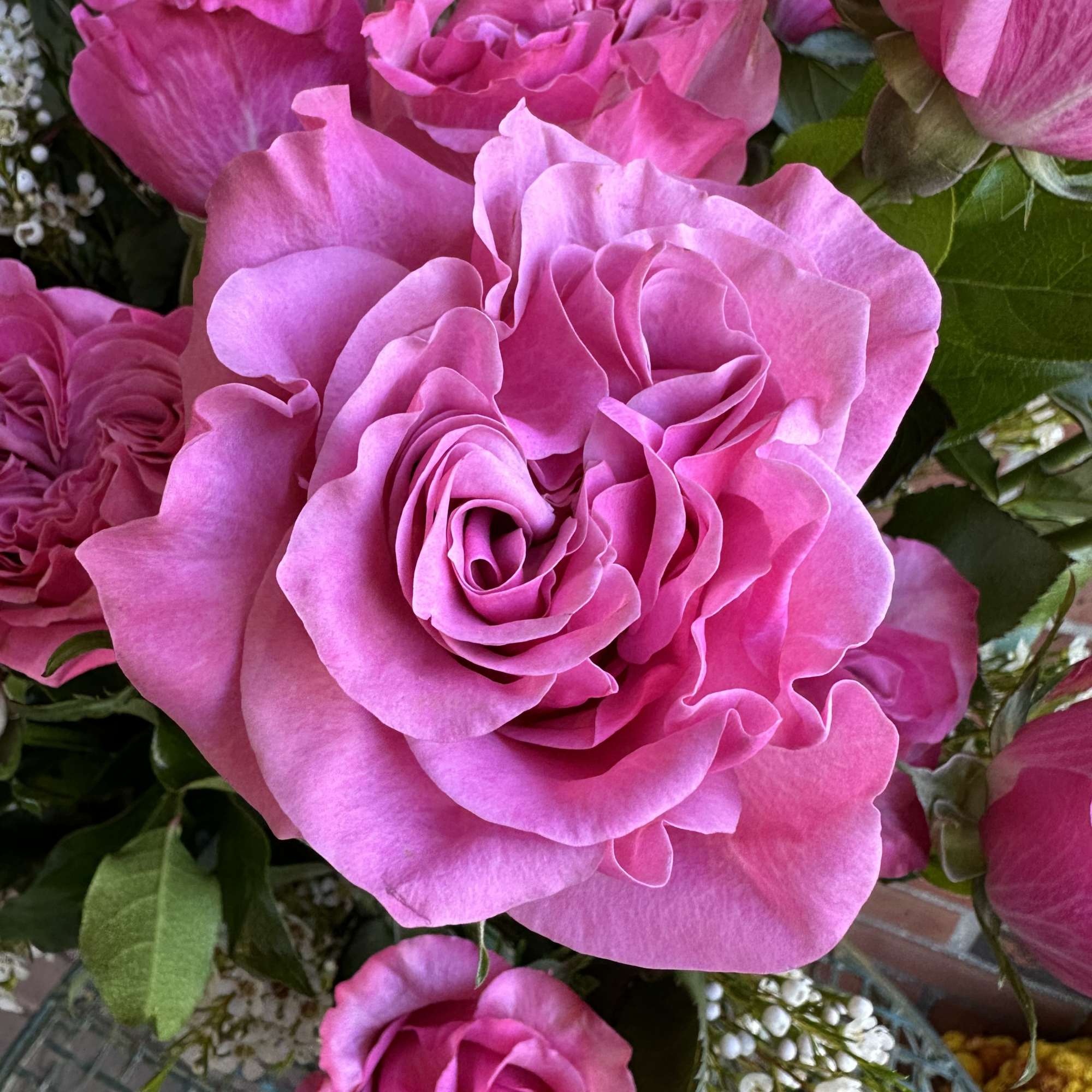 Country Garden pink roses strong Stemmed in beautiful garden rose 
***Standard Version**