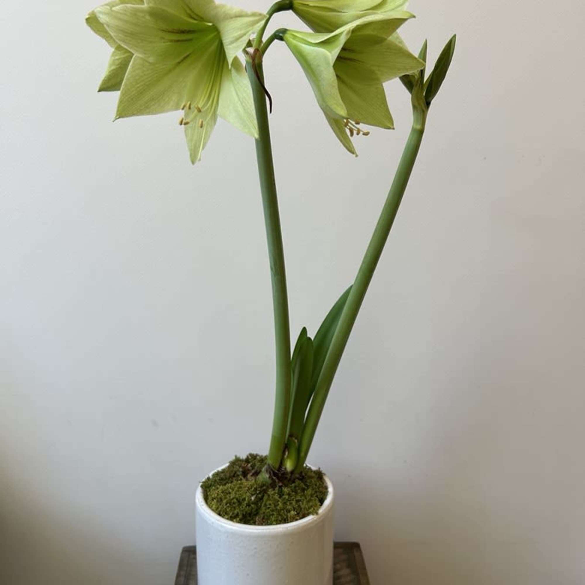 A showstopping Dutch-imported amaryllis bulb potted in potted in a ceramic vessel