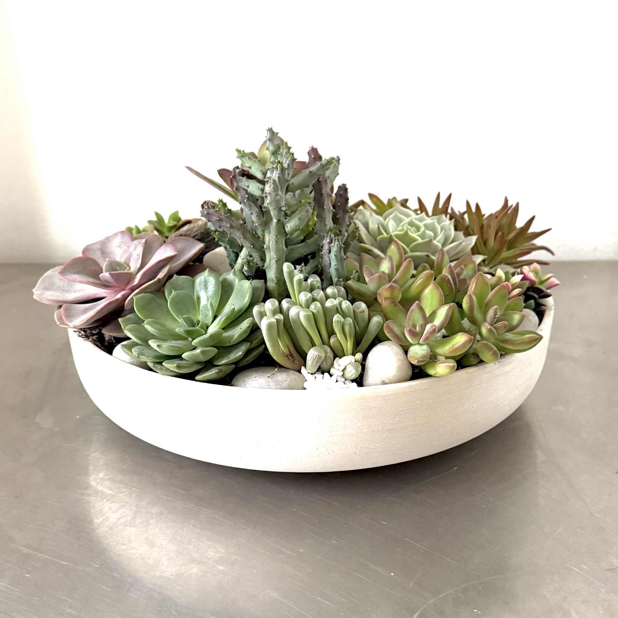 The large DC Urban Succulent Garden is a modern, low-maintenance centerpiece designed
