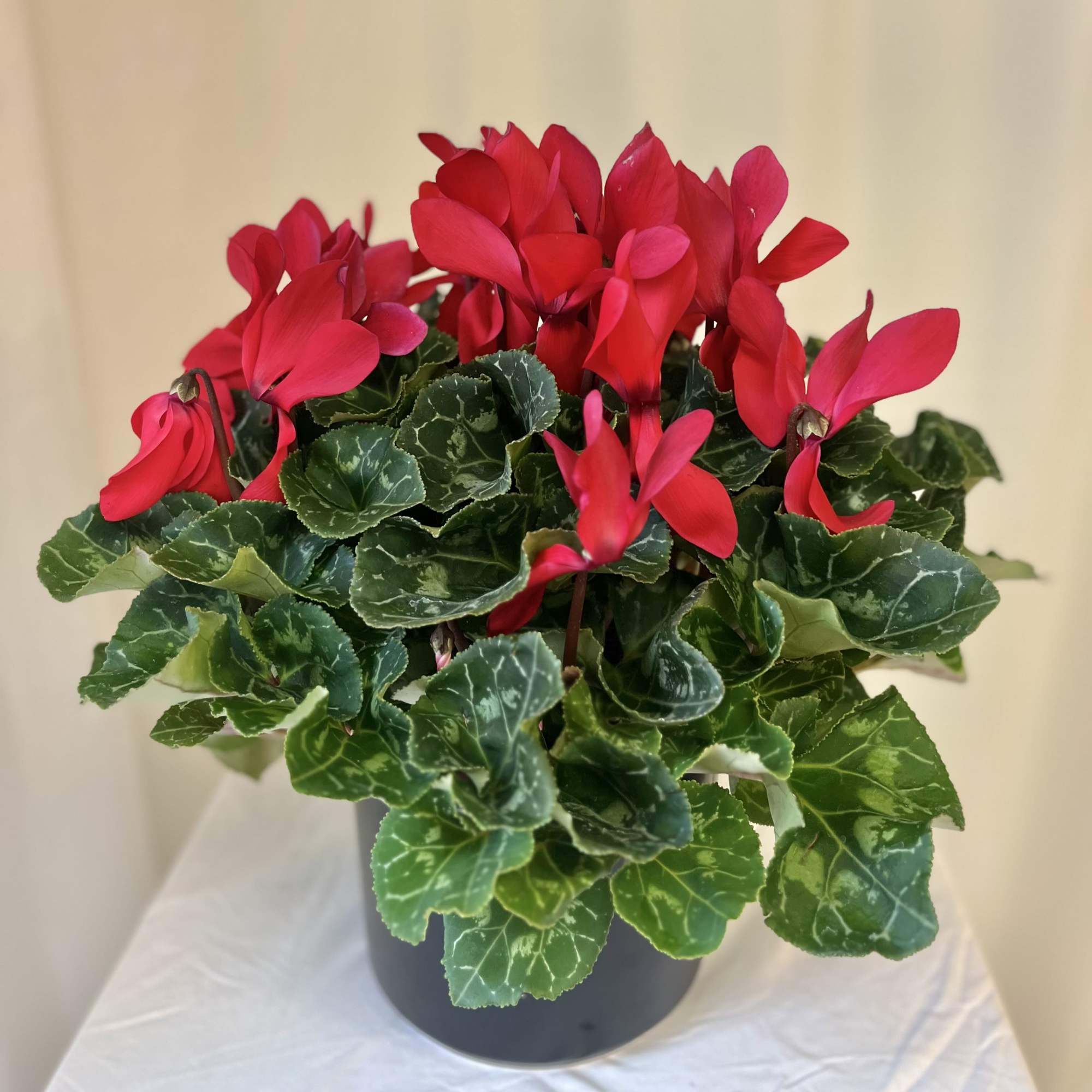 A Cyclamen is a great way to brighten up your space. With