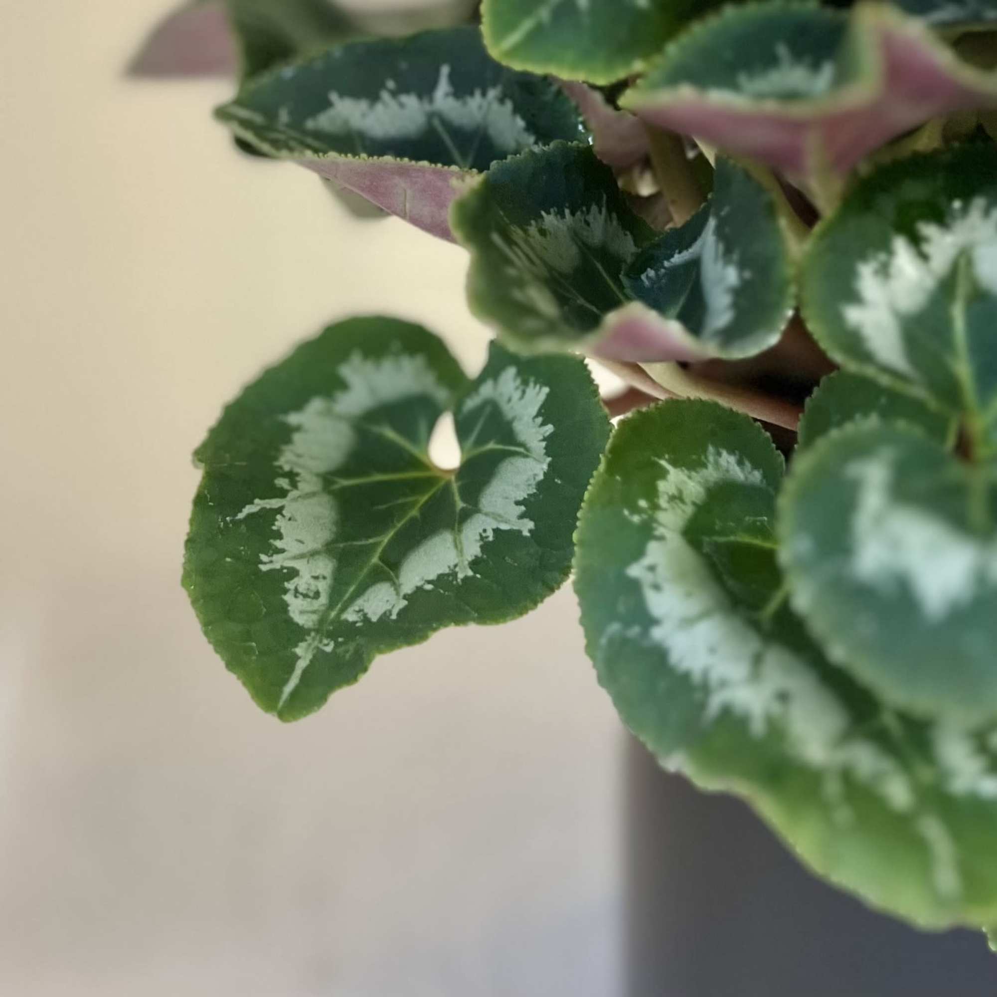 A Cyclamen is a great way to brighten up your space. With