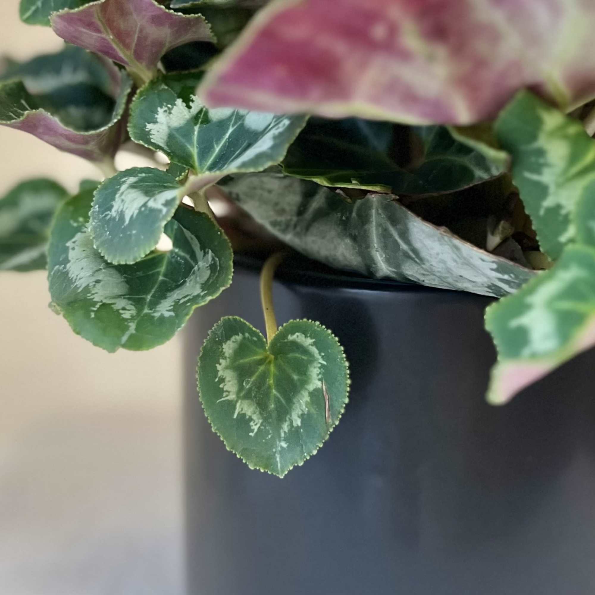 A Cyclamen is a great way to brighten up your space. With