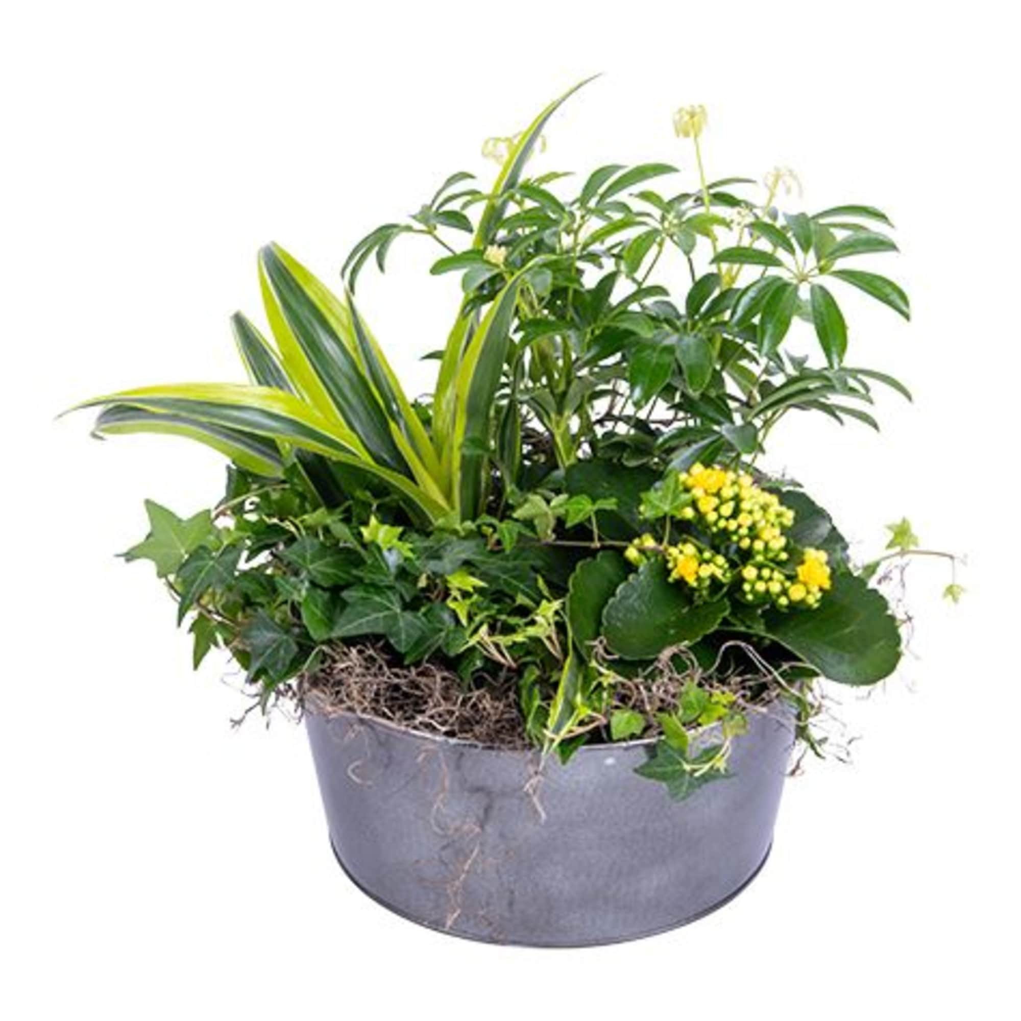 A beatiful display of green and blooming plants to brighten anyone's day!