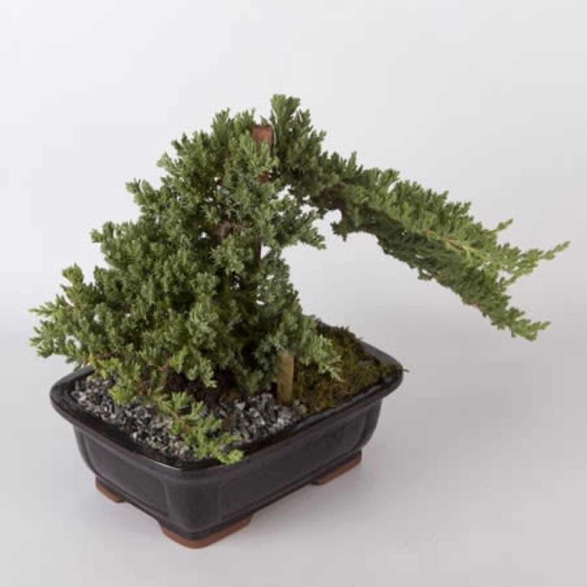 A beautiful Juniper Bonsai garden displayed in a Ceramic Dish