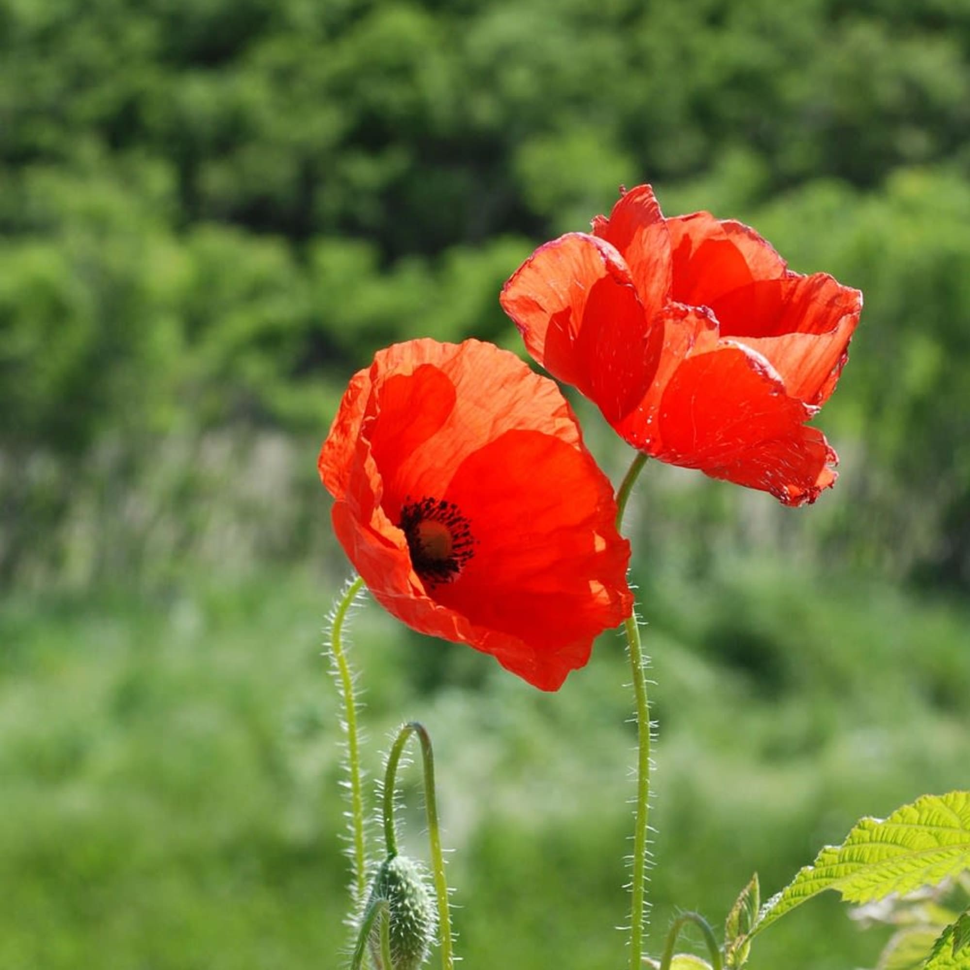 A custom design made specifically to be jaw dropping, eye catching and