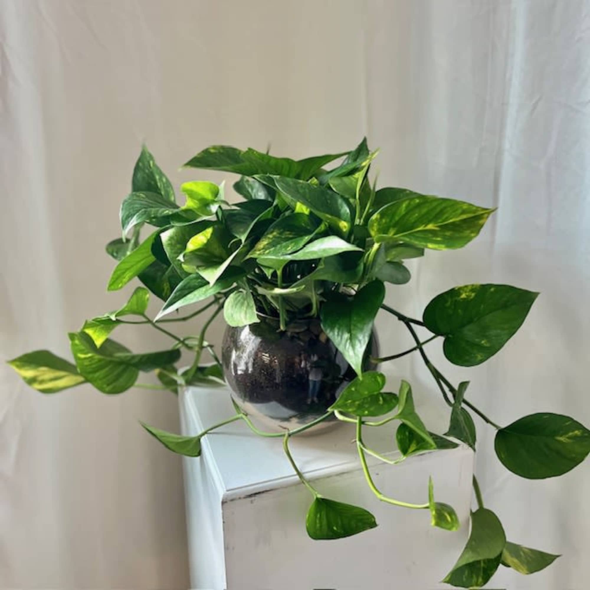 This beautiful Golden Pothos is ready to brighten up someone's home! Perfect