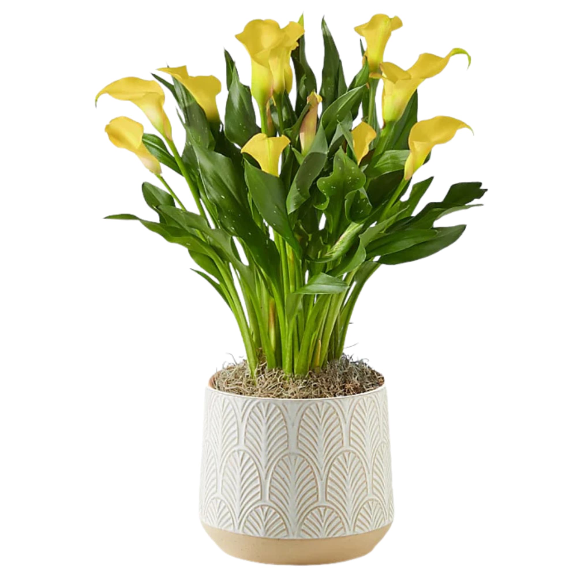 AVAILABLE IN Yellow, Pink, Purple and Orange - call the store for