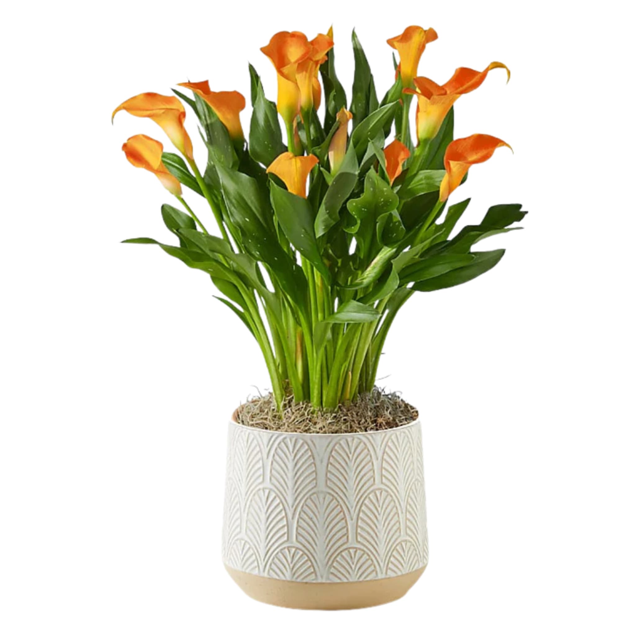 AVAILABLE IN Yellow, Pink, Purple and Orange - call the store for