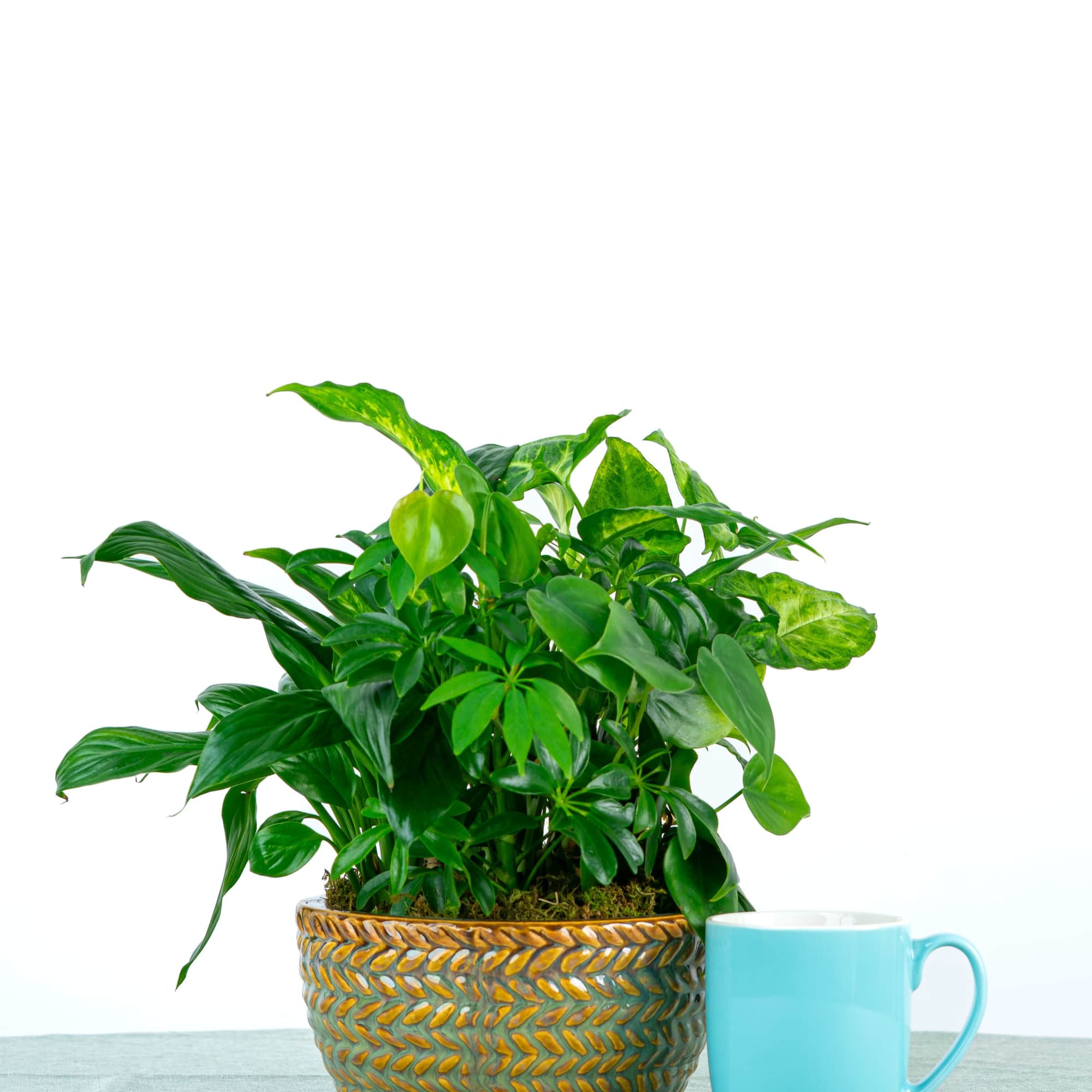 A sweet and simple collection of green plants arranged in a compact