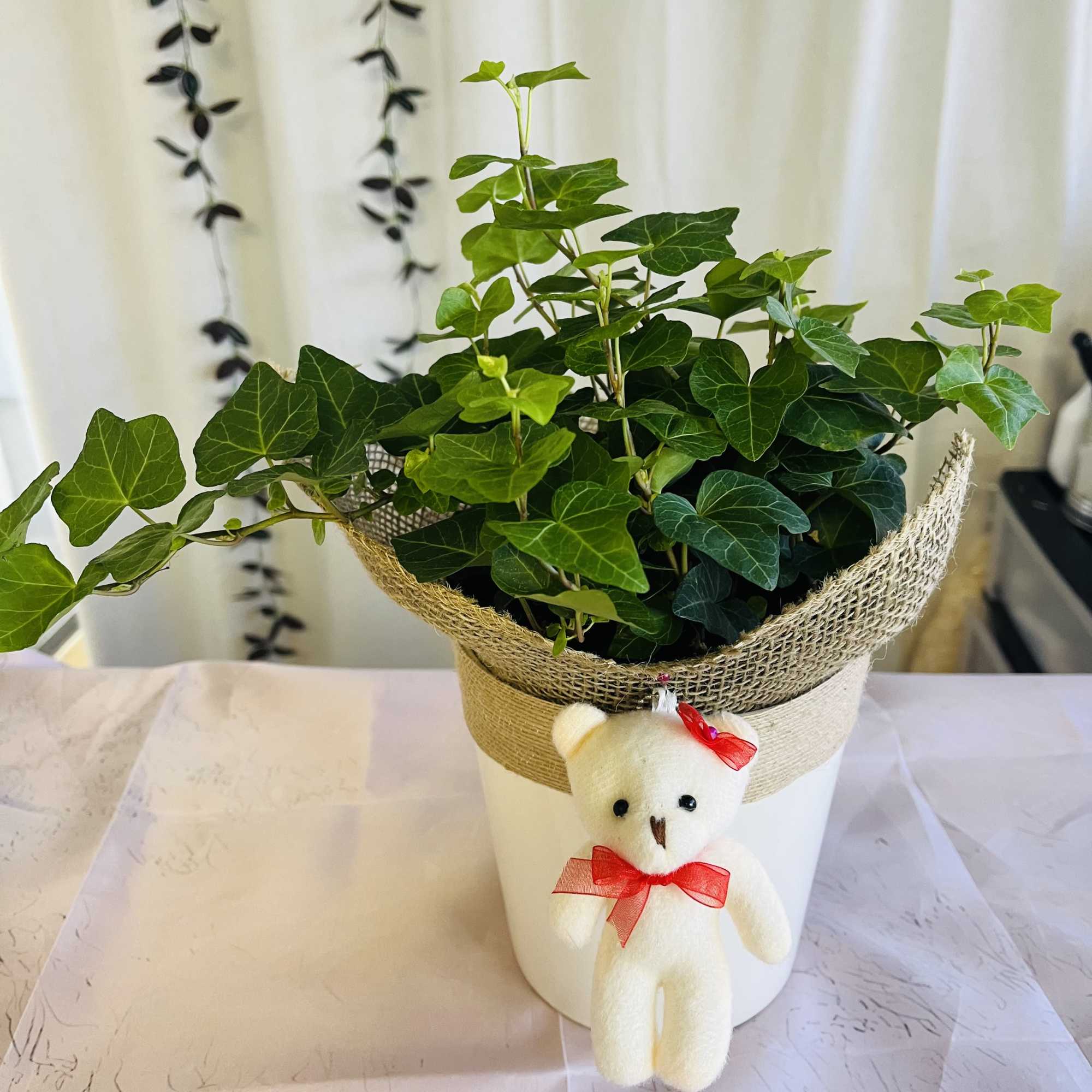 For those who love plants, this beautiful plant is a climber and