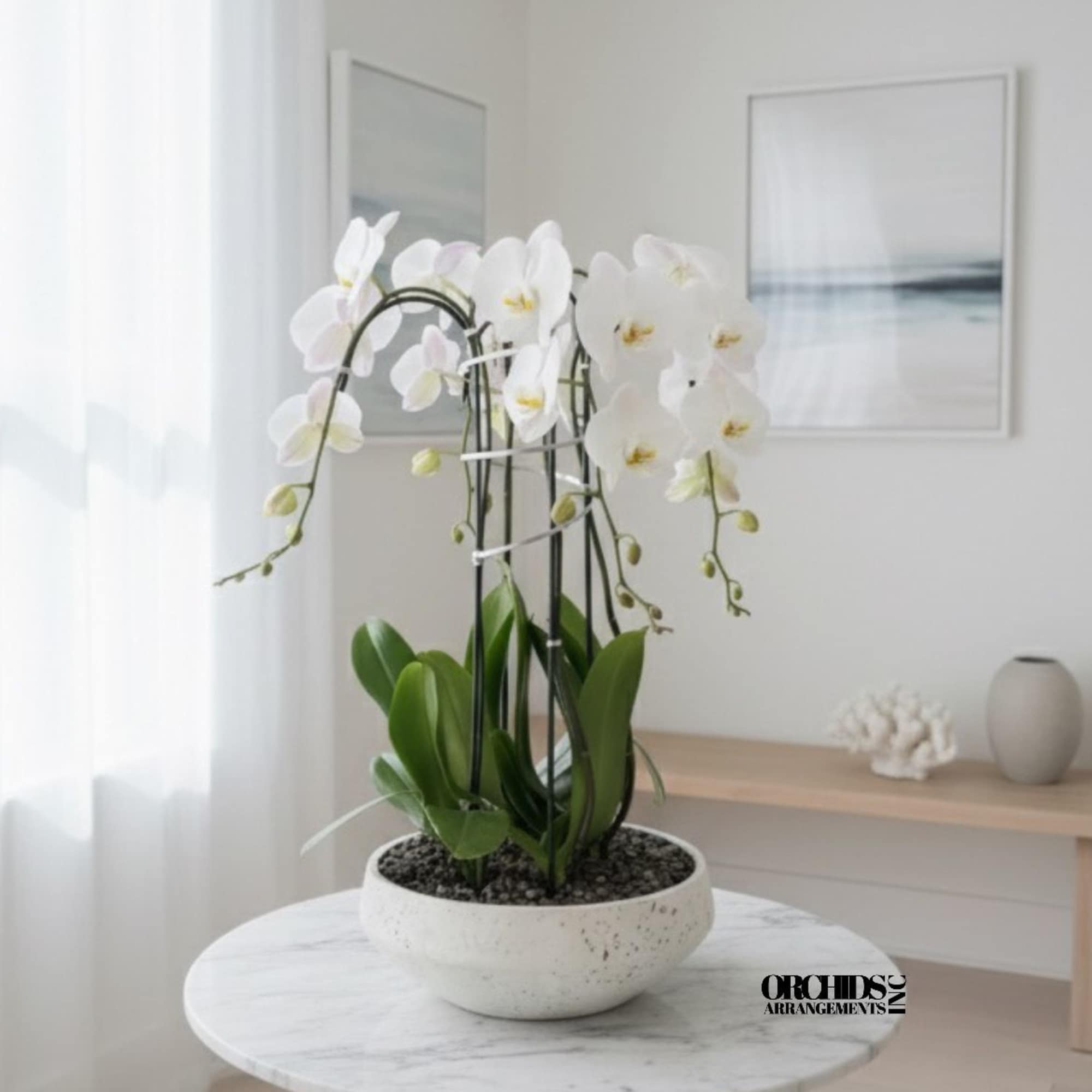 A high quality Four white orchid arrangement with a vase 13" D