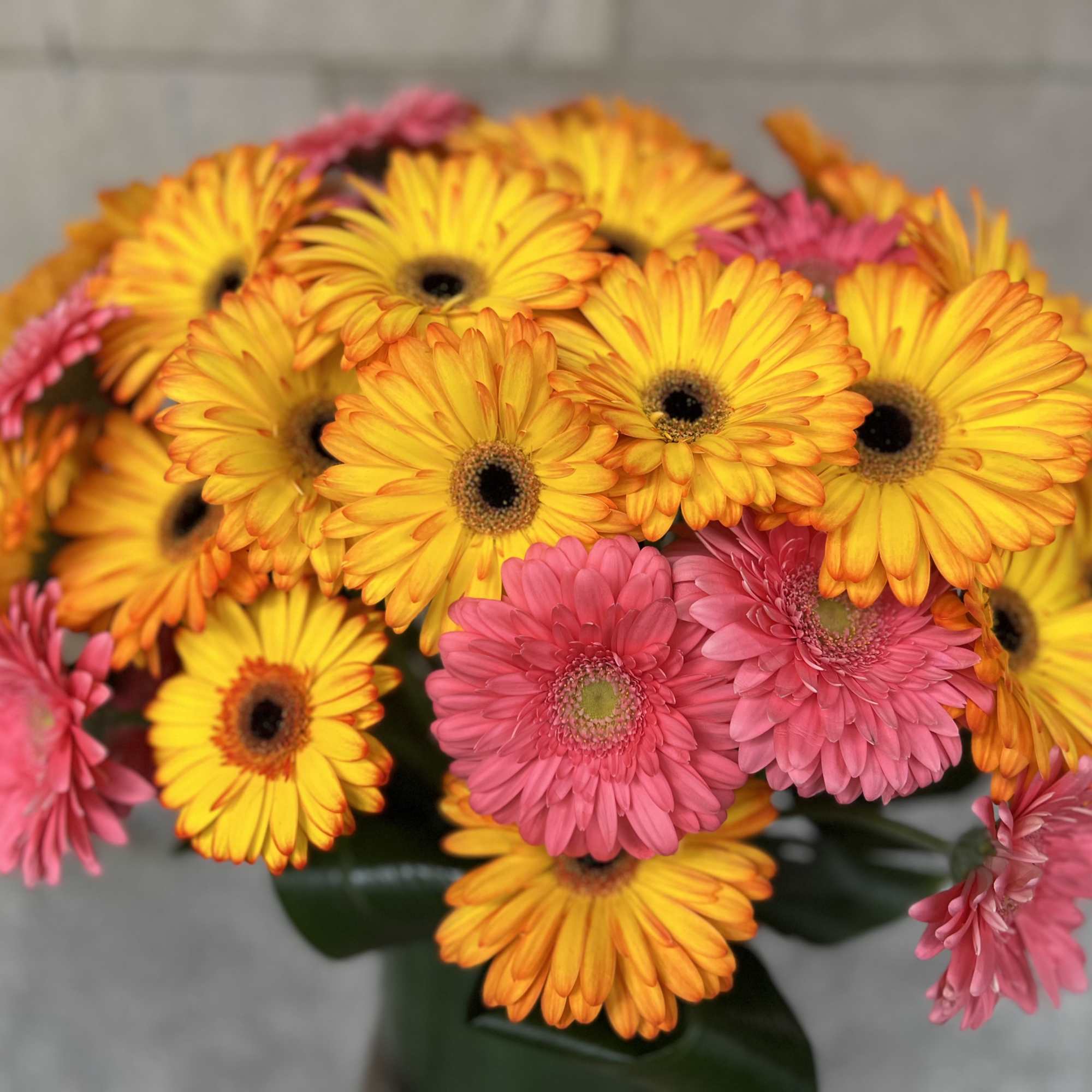 Low and full Gerber Daisy's floral art design, created with the highest