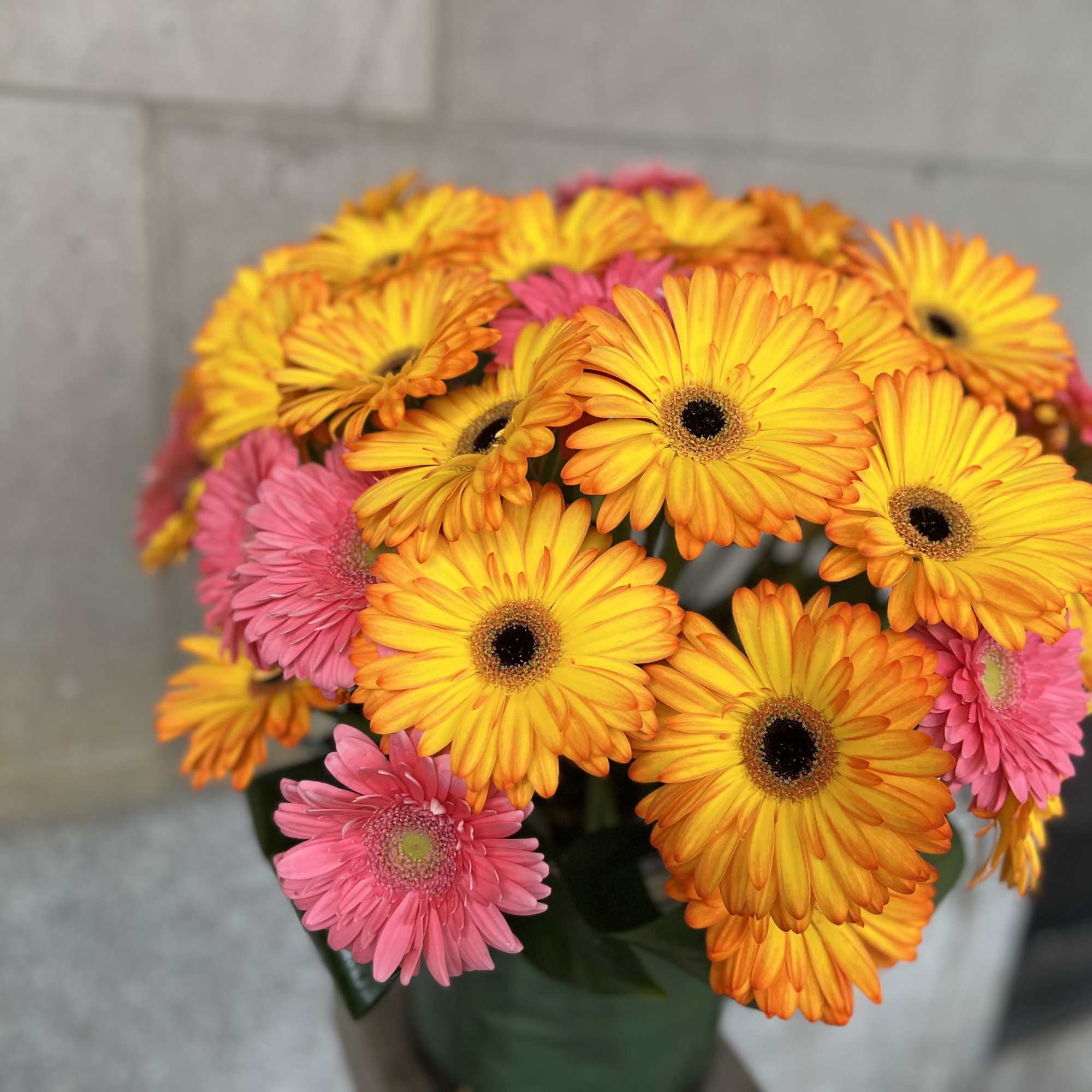 Low and full Gerber Daisy's floral art design, created with the highest