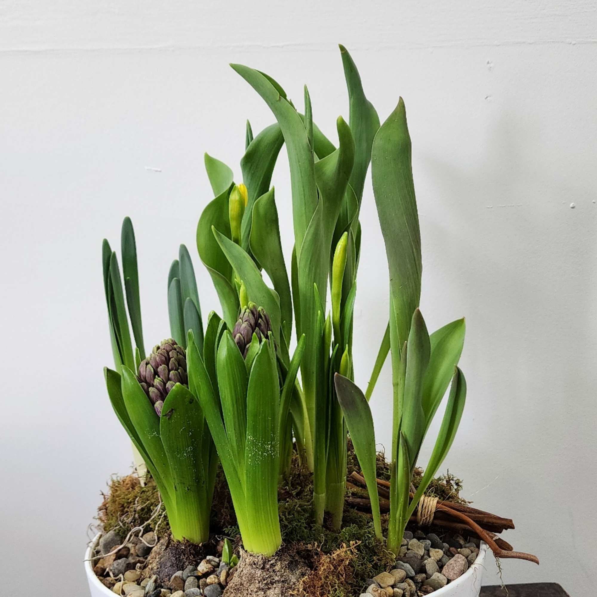 Spring bulbs bring joy and a beautiful pop of color. Our bulb