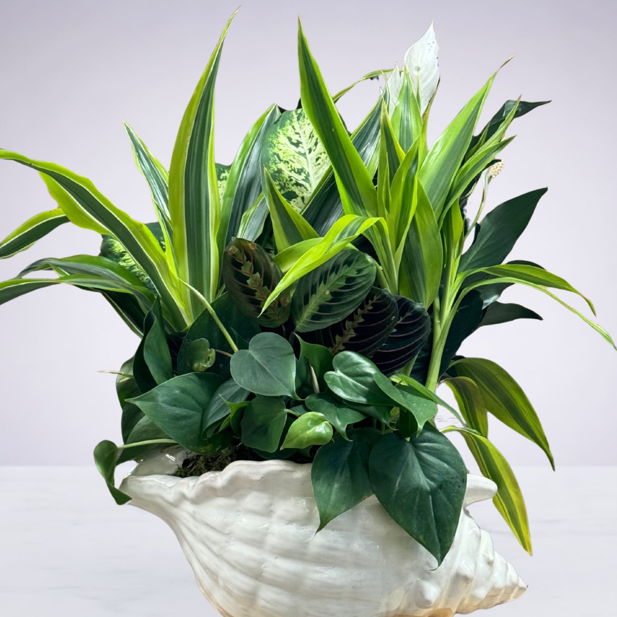 A lush mix of green plants arranged in a charming conch shell