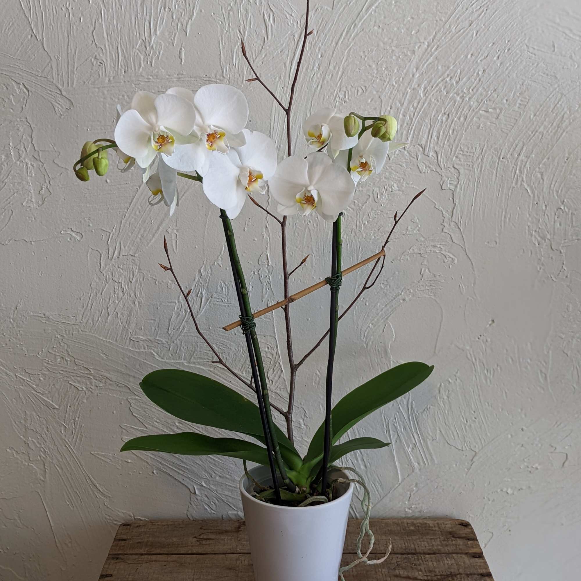 Give the gift of a beautiful orchid plant today! Delicate, exotic and