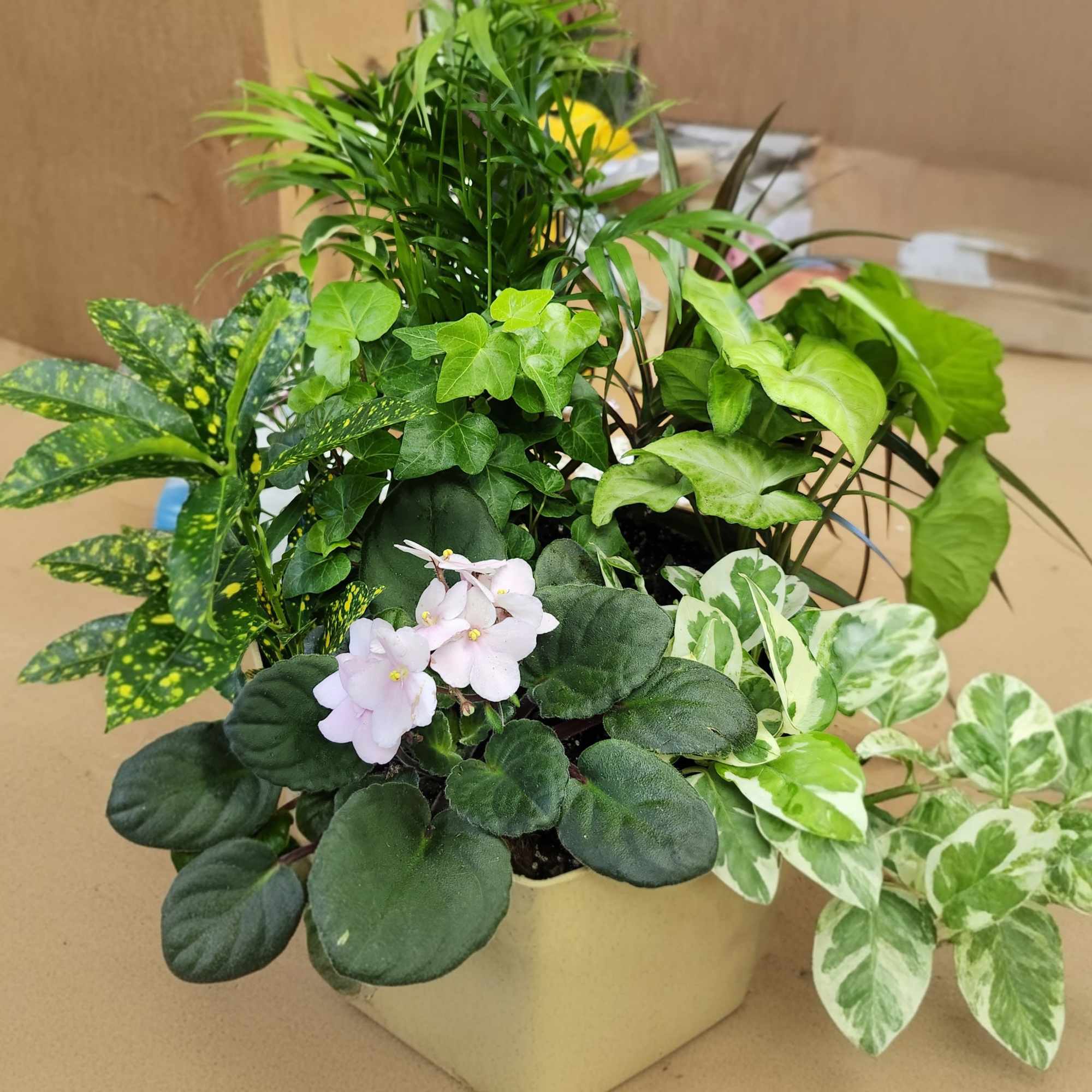 Send a little garden to somebody. A mix of flowering plants and