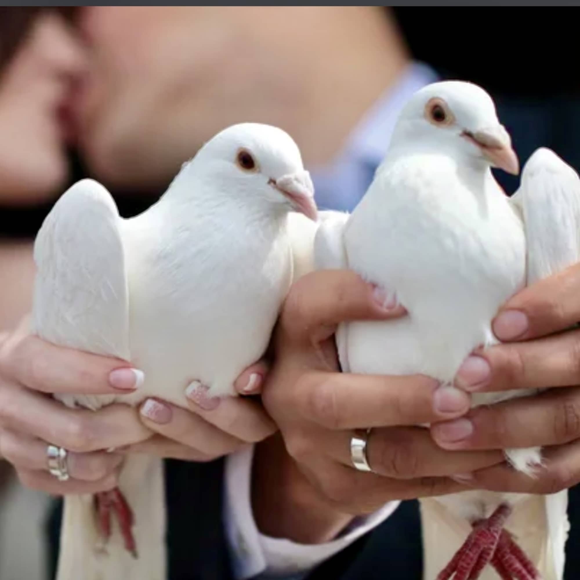  Create a meaningful and unforgettable moment with our DOVE RELEASE CEREMONY