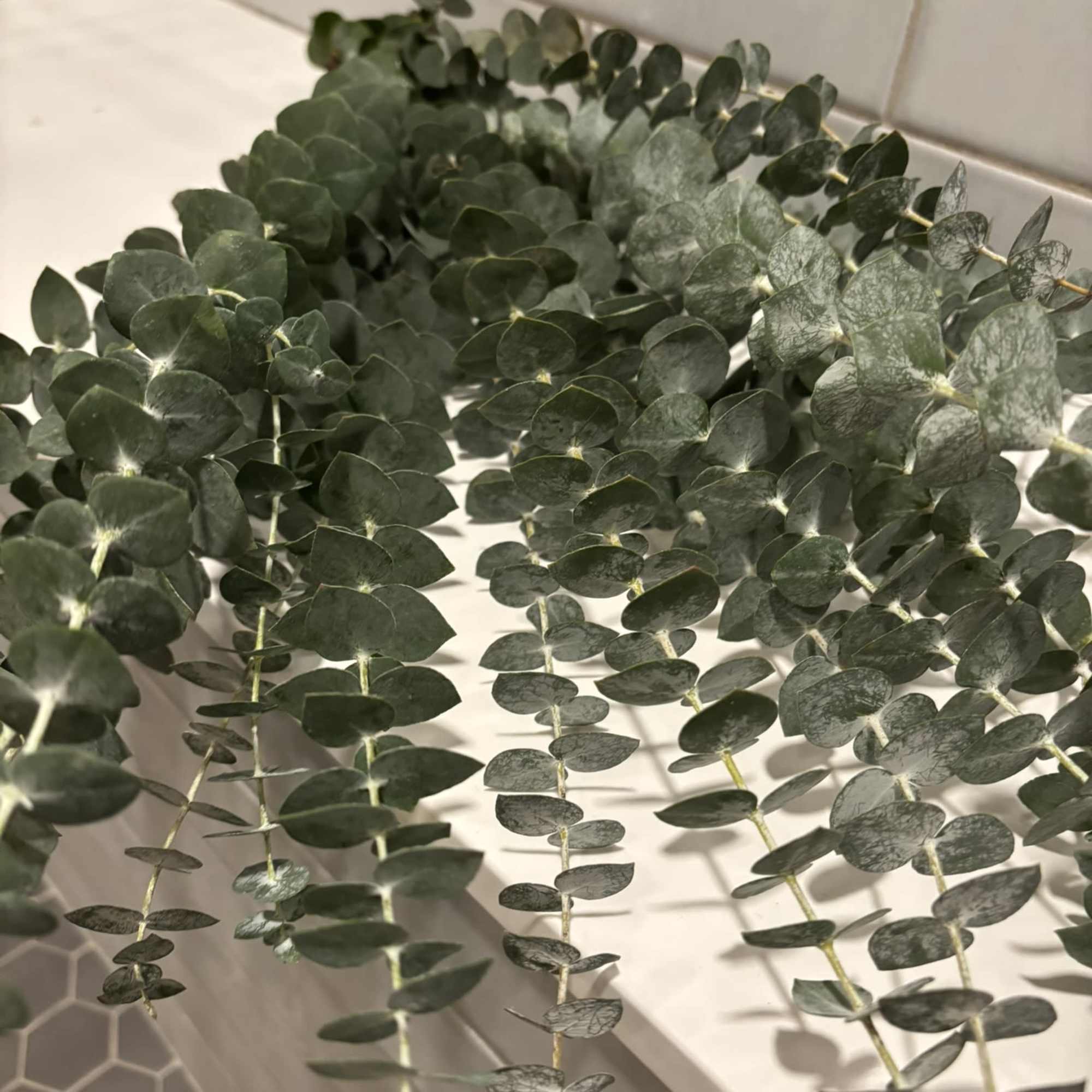 As warm water and steam fill the shower, the eucalyptus releases its