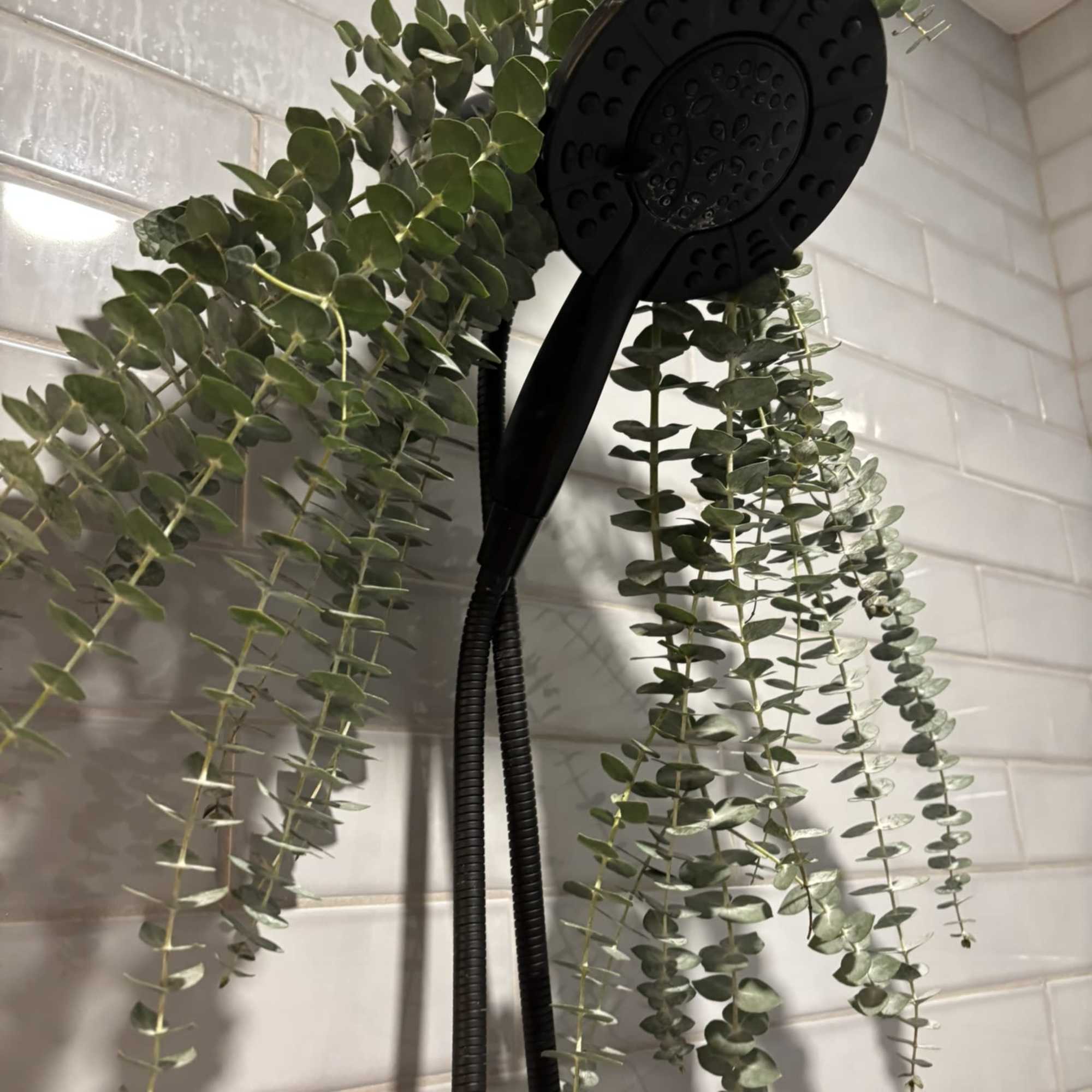 As warm water and steam fill the shower, the eucalyptus releases its