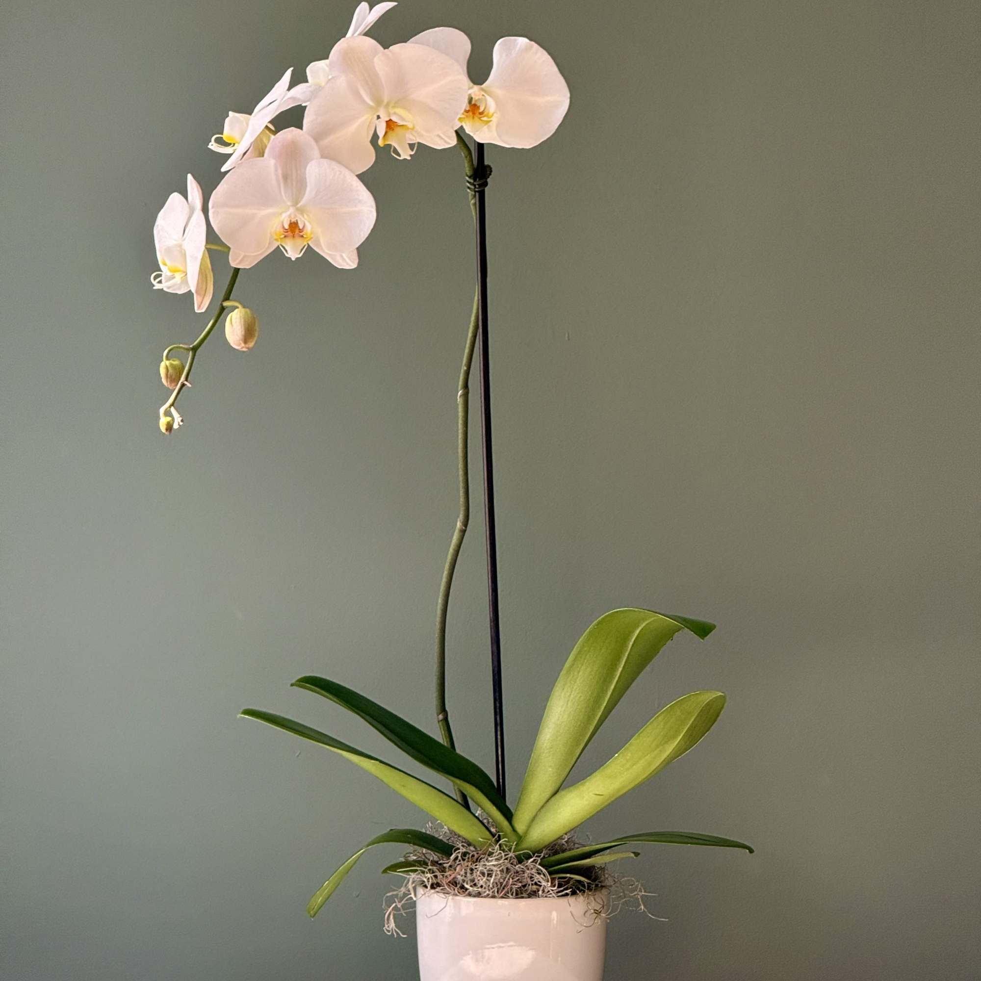 The flowers of the popular and beautiful phalaenopsis orchid plant are thought