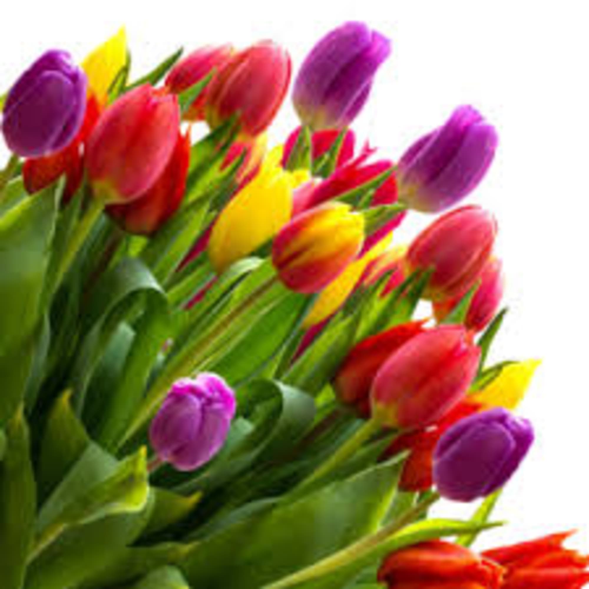 Shown as Standard
Ten tulips come nestled in a hydrangea arranged in a