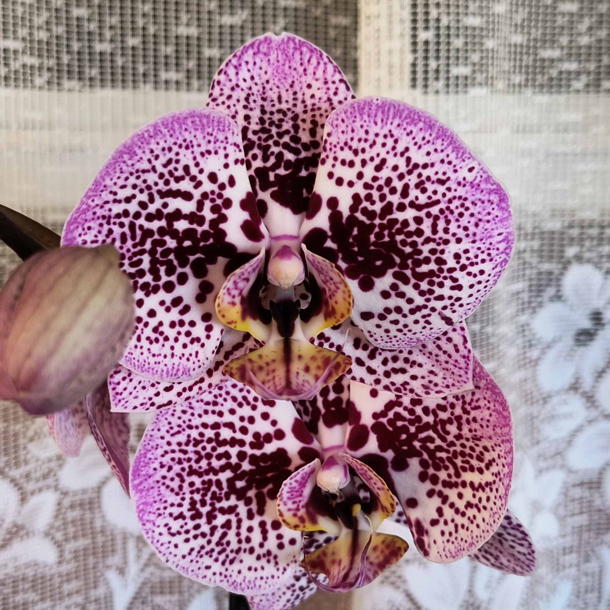 Elegant and precious the blooms of an orchid. This plant is displayed