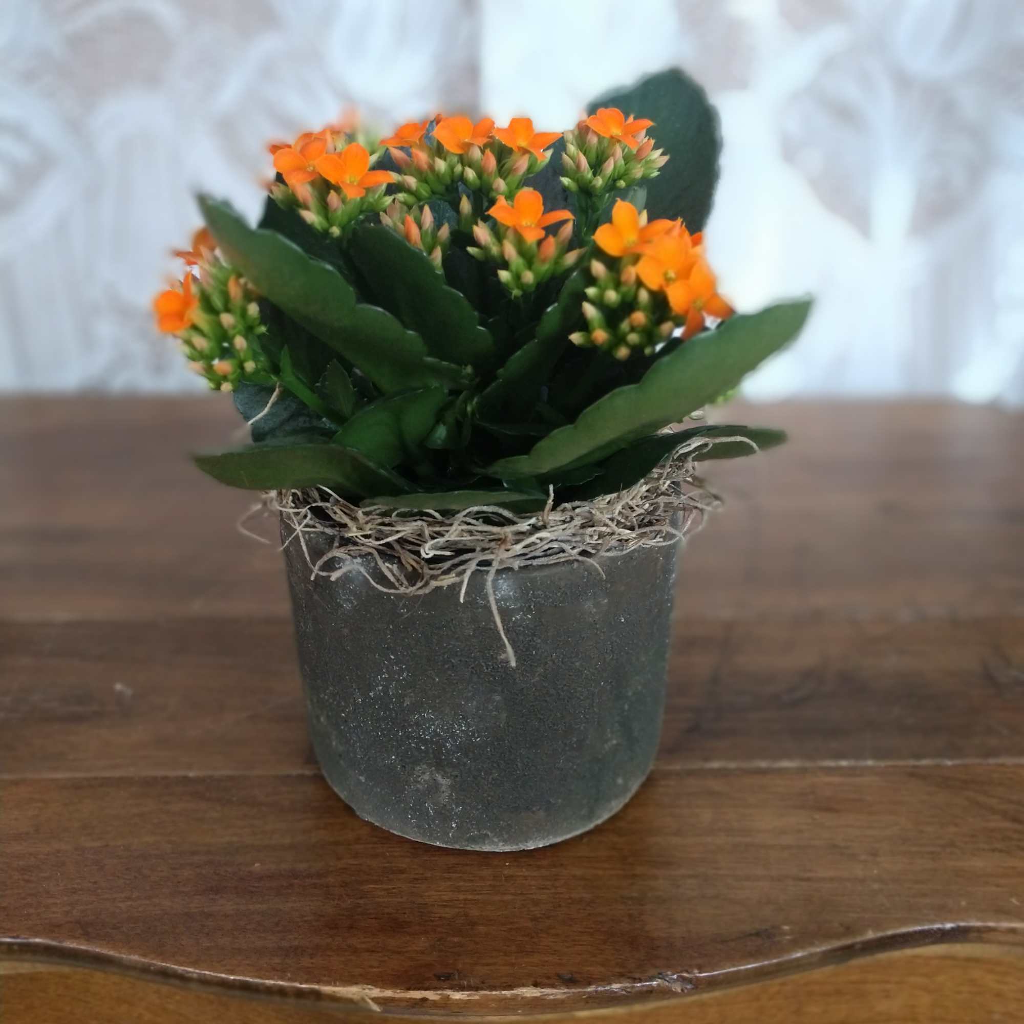 Perfect size for any end table this adorable kalanchoe with it's colorful