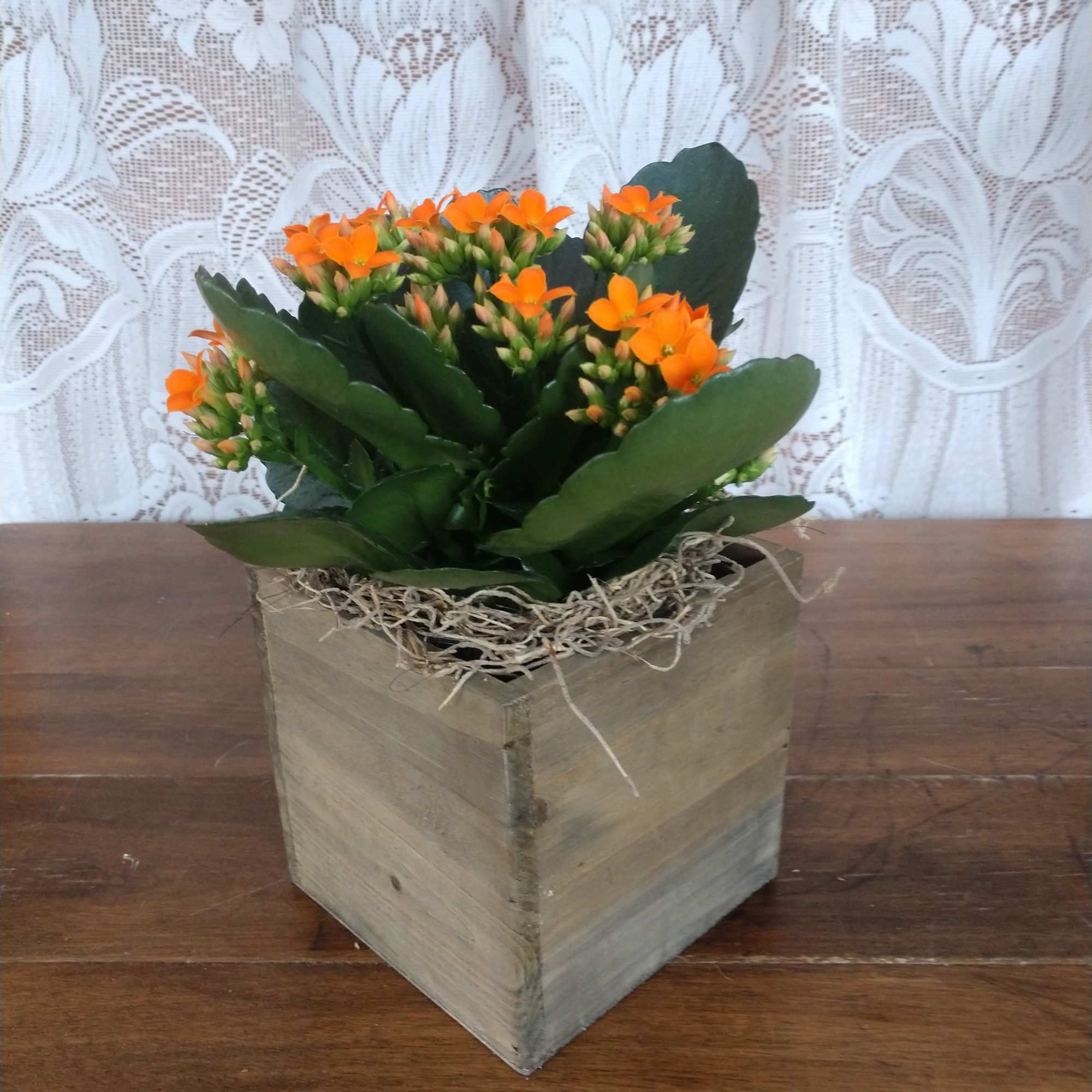 Perfect size for any end table this adorable kalanchoe with it's colorful