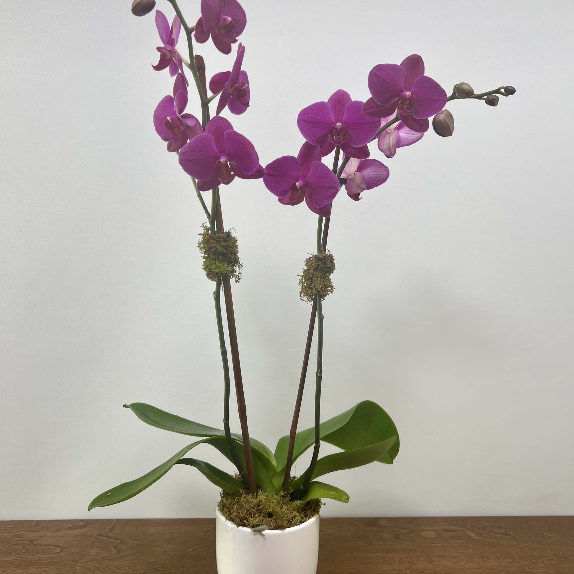 The long stems and large blooms featured in this double spike Phalaenopsis